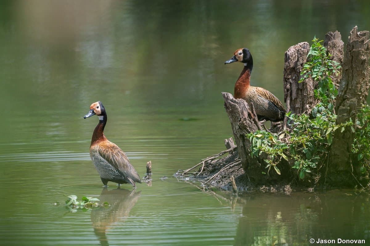 White-faced Whistling Ducks pair by stump in pond Rwanda