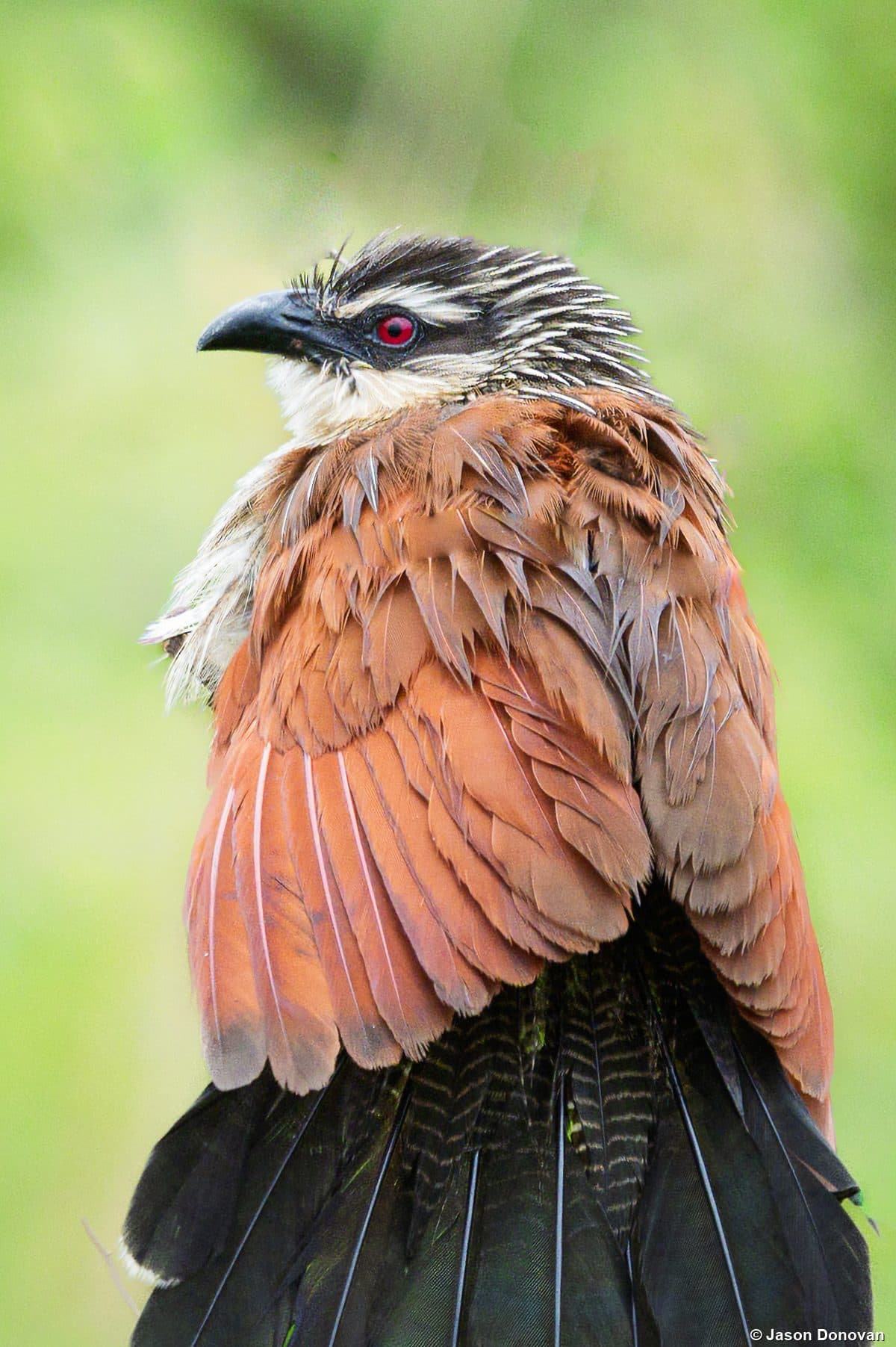 White-browed Coucal with ruffled feathers in Rwanda