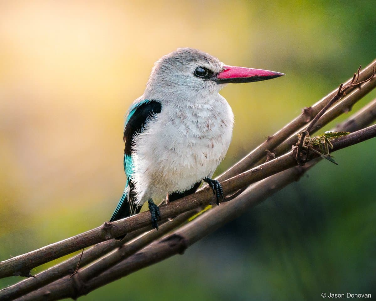 Woodland Kingfisher with pink bill and turquoise wings Rwanda