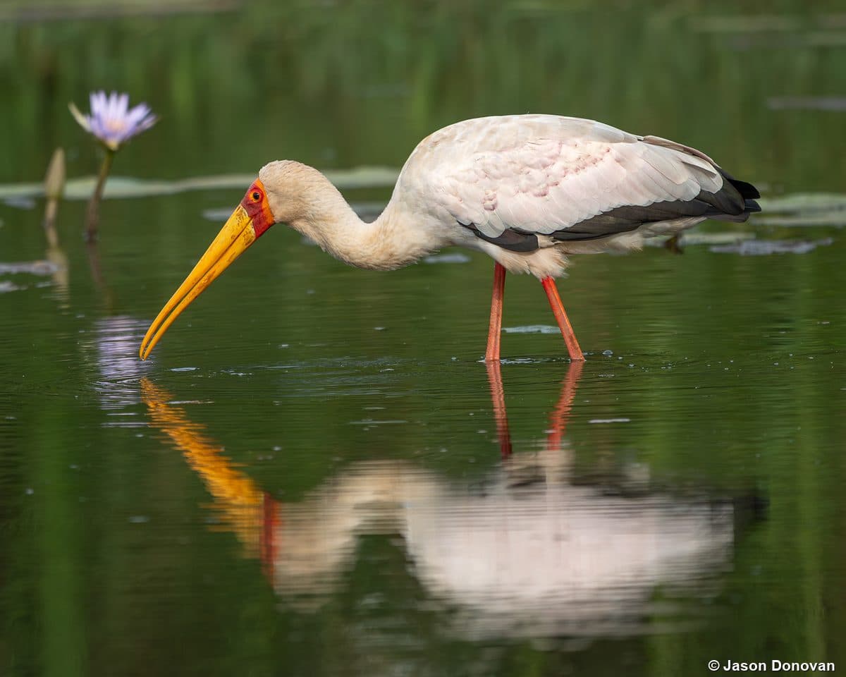 Yellow-billed Stork feeding in a pond with water lily reflection Rwanda