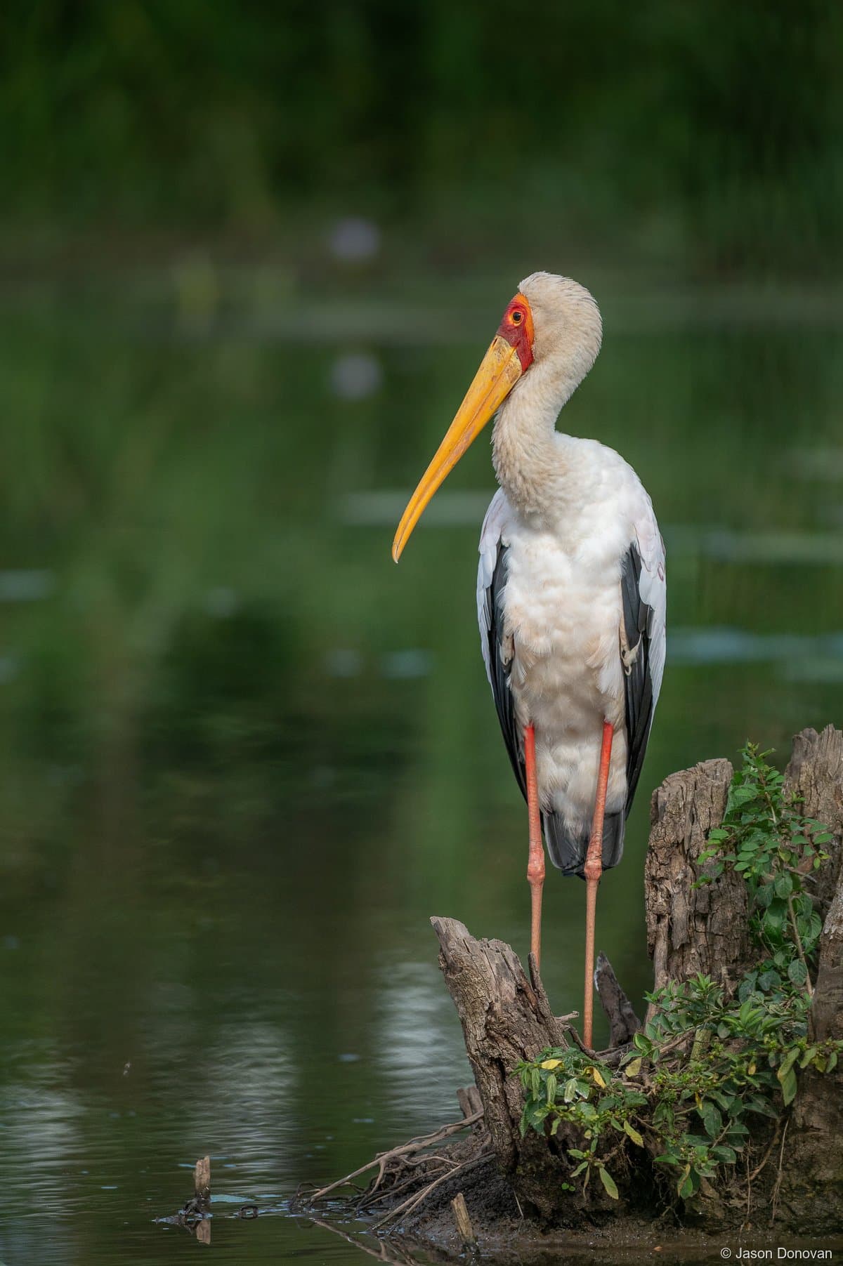 Yellow-billed Stork standing on log by water Rwanda