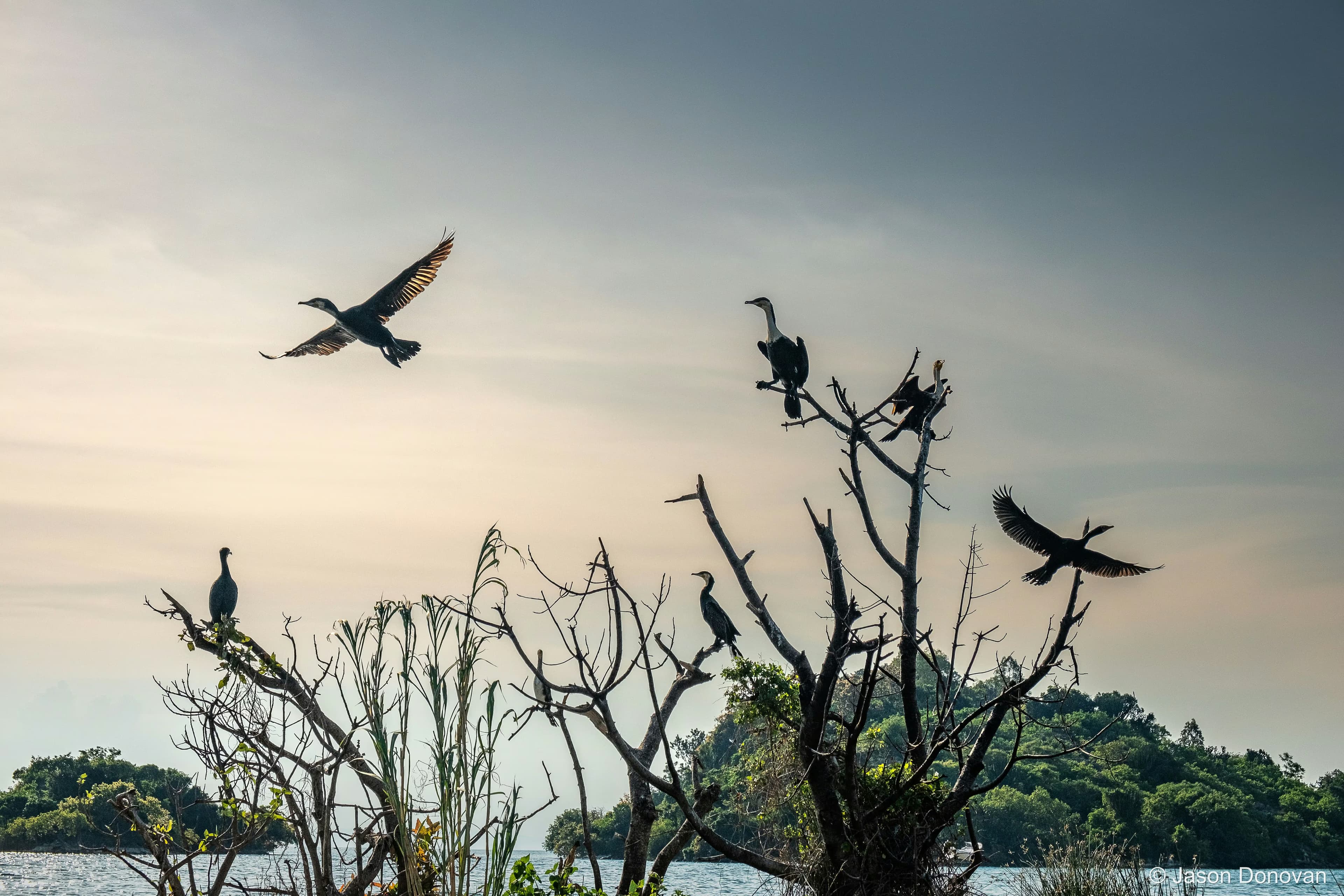 Cormorants at sunset Rwanda photography by Jason Donovan