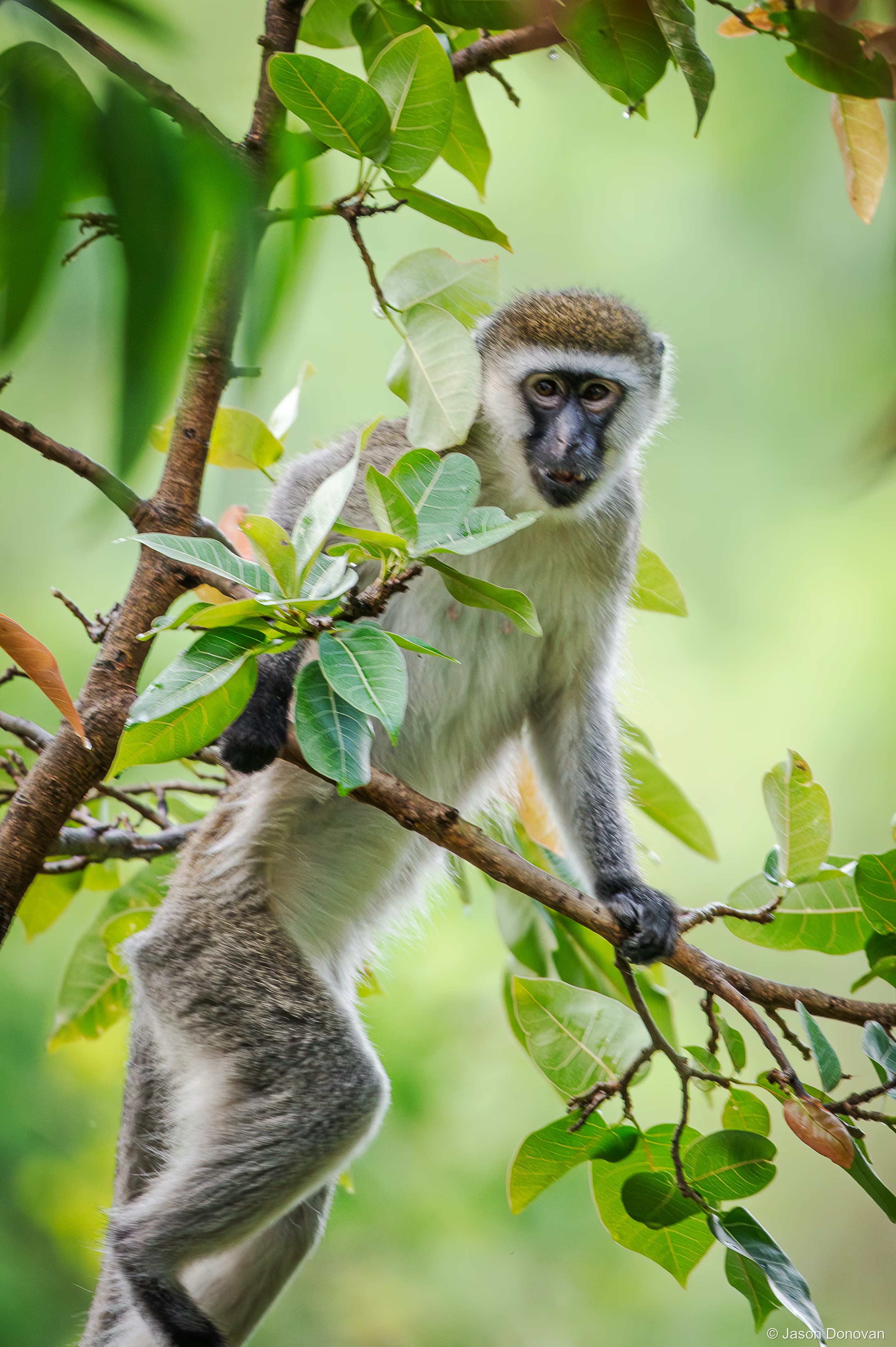 Vervet monkey on Monkey Island Rwanda photography by Jason Donovan