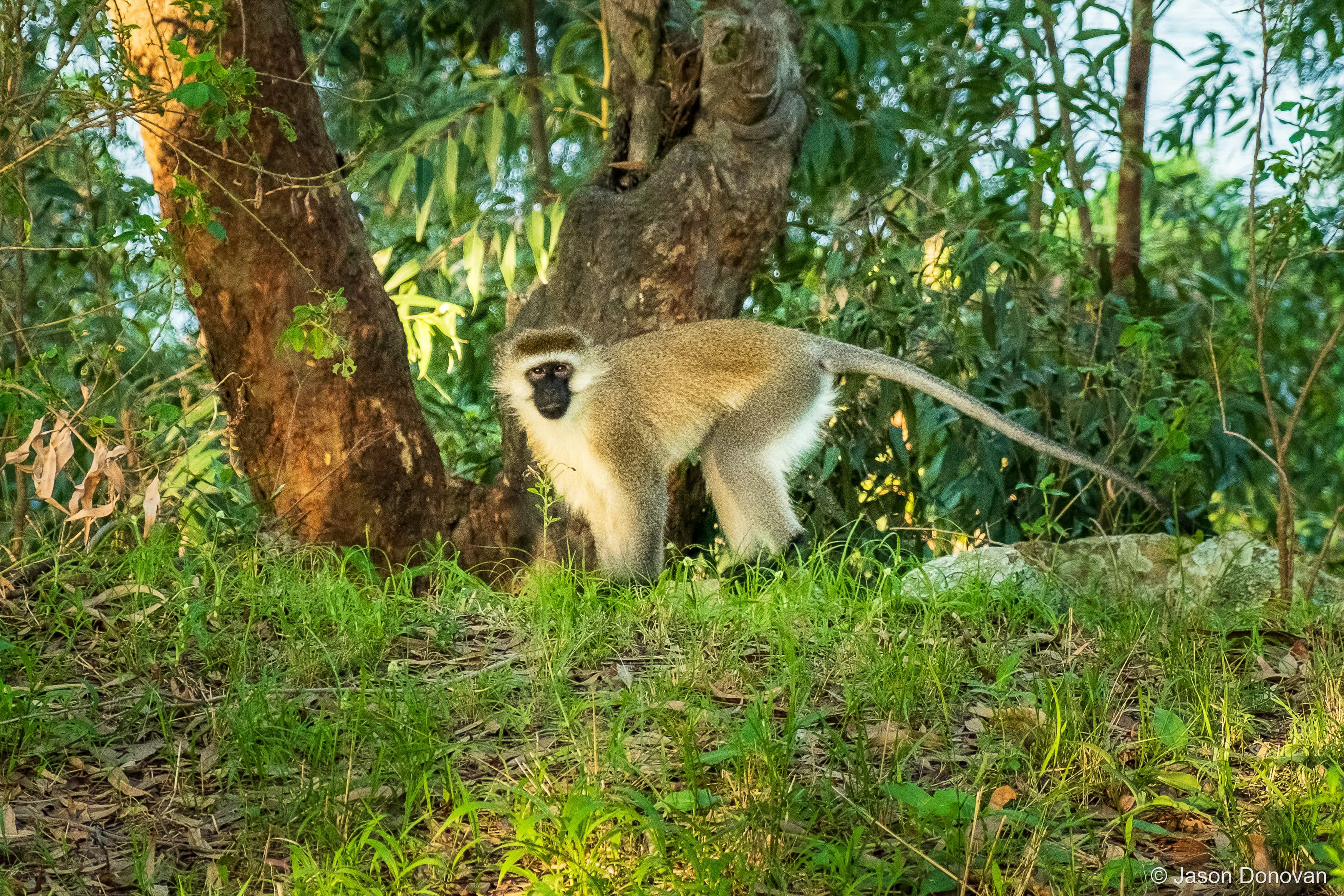 Vervet Monkey watching on Monkey Island Rwanda photography by Jason Donovan