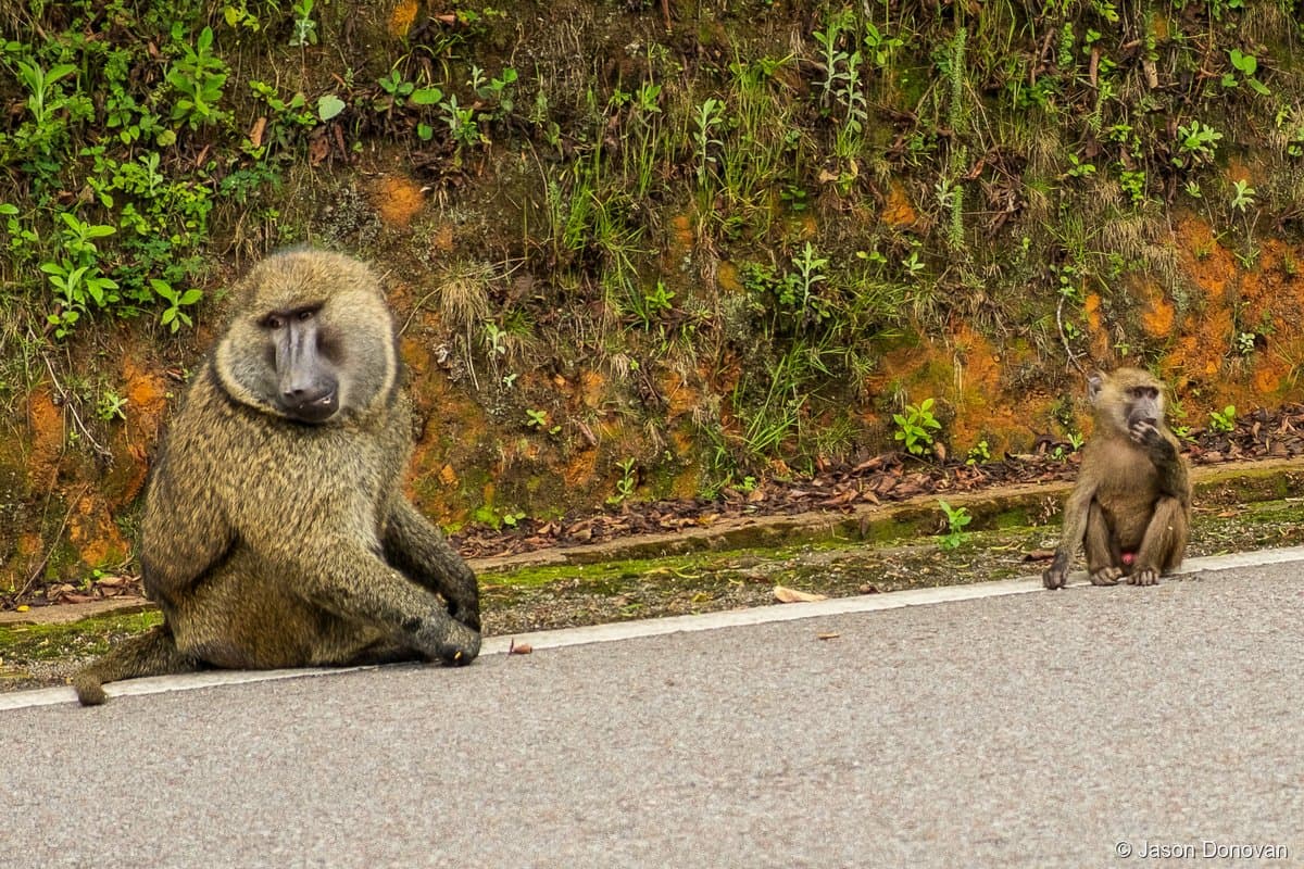 Olive baboon mother and baby sitting on roadside Nyungwe Forest, Rwanda