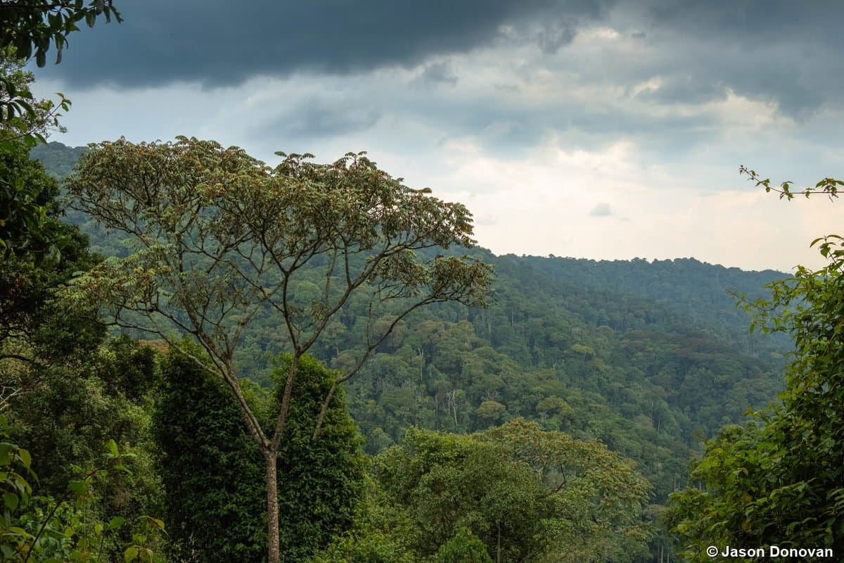 Cloud-shrouded rainforest canopy, Nyungwe National Park