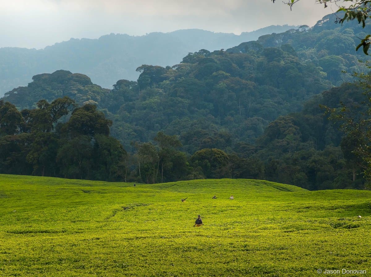 Green meadow with lone figure and rainforest backdrop Nyungwe, Rwanda