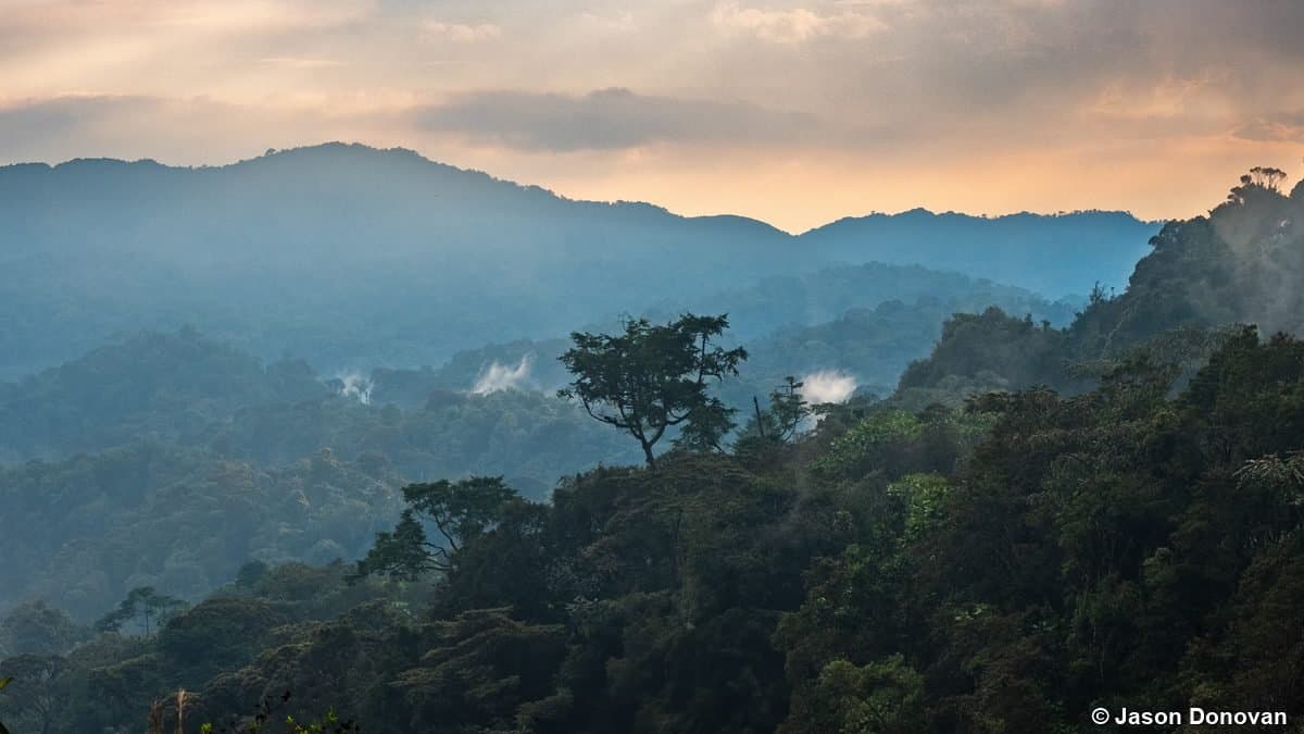 Misty mountain rainforest vista at sunset Nyungwe, Rwanda