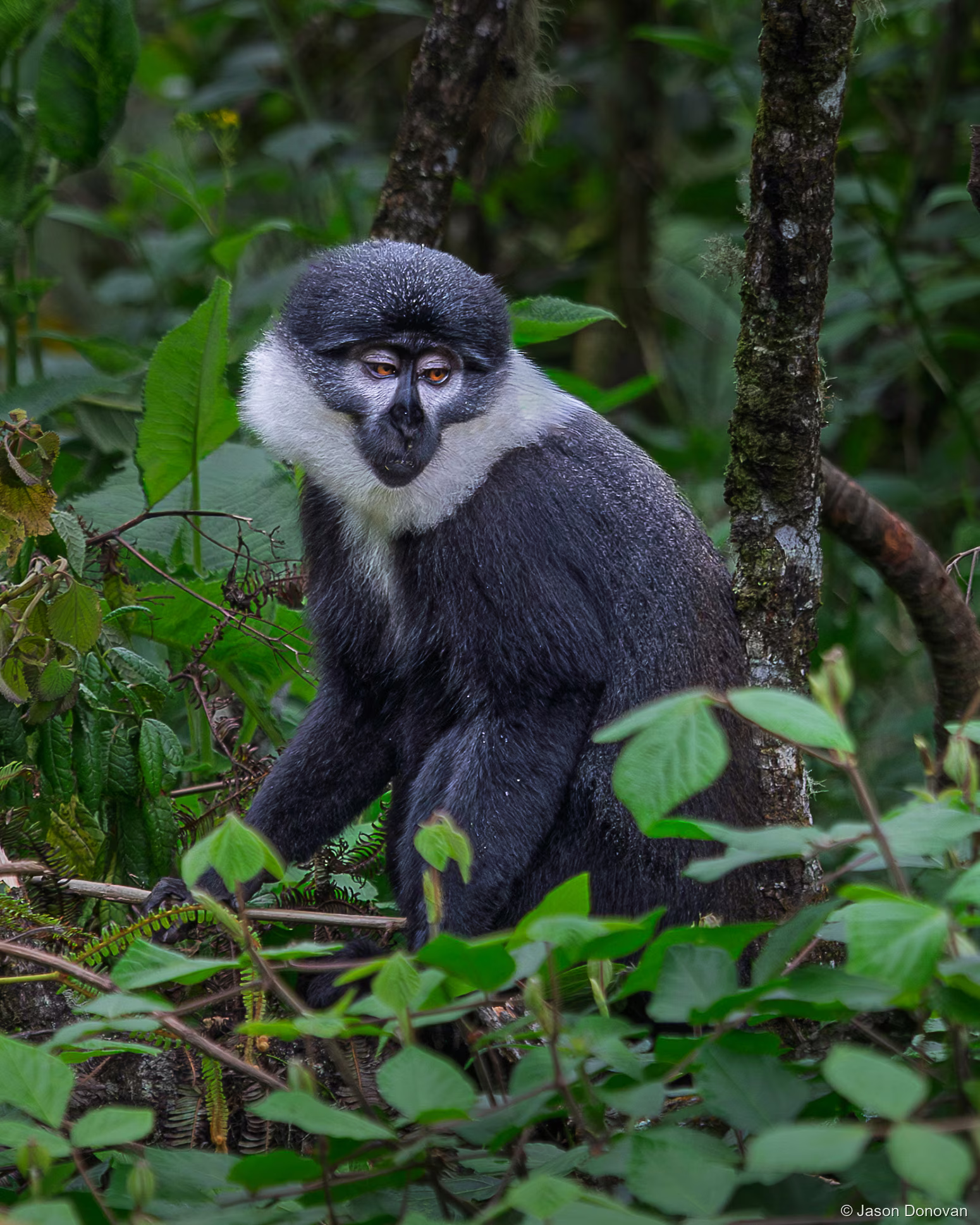 A sitting L_Hoest Monkey Rwanda photography by Jason Donovan