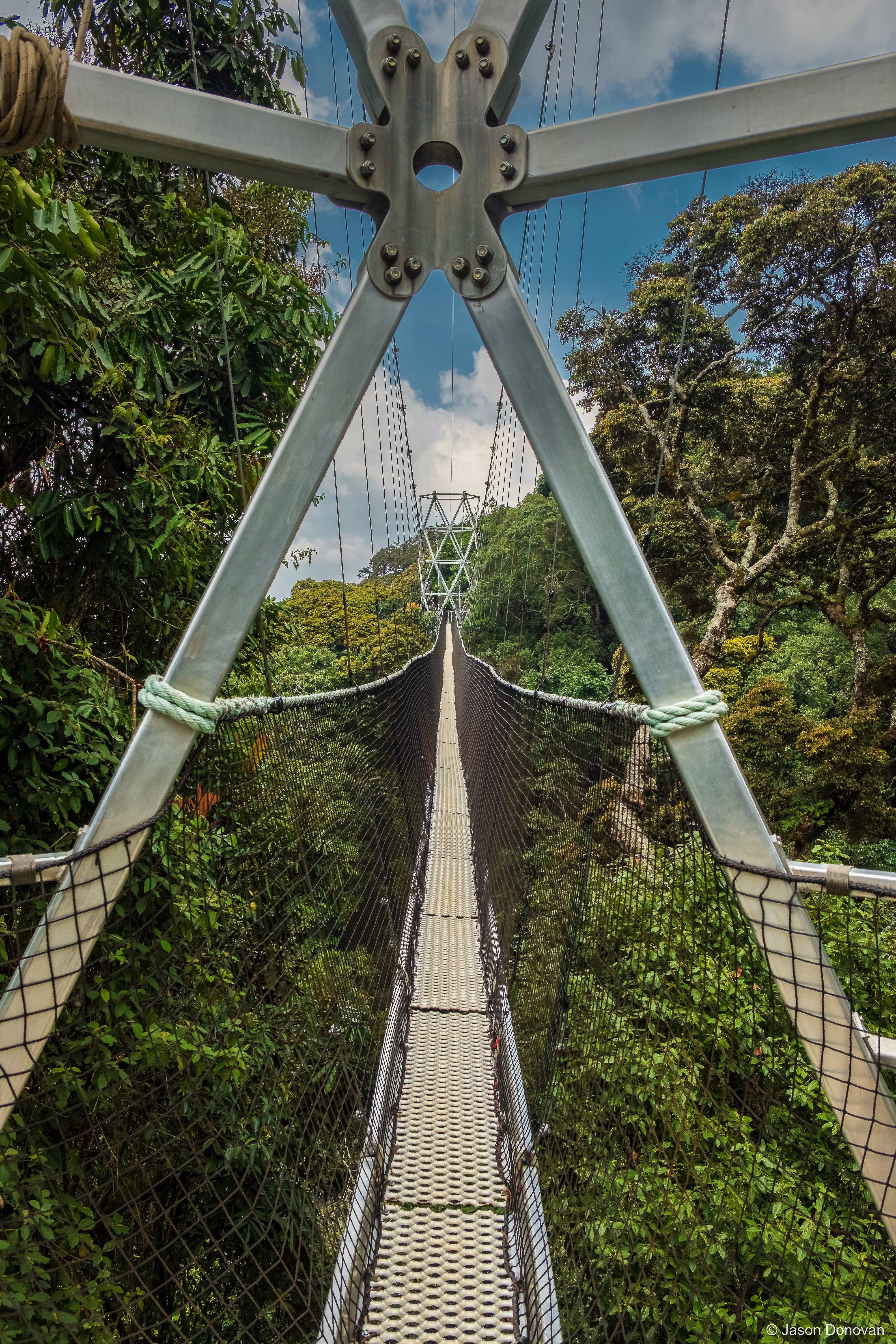 Looking through the bridge above the forest Rwanda photography by Jason Donovan