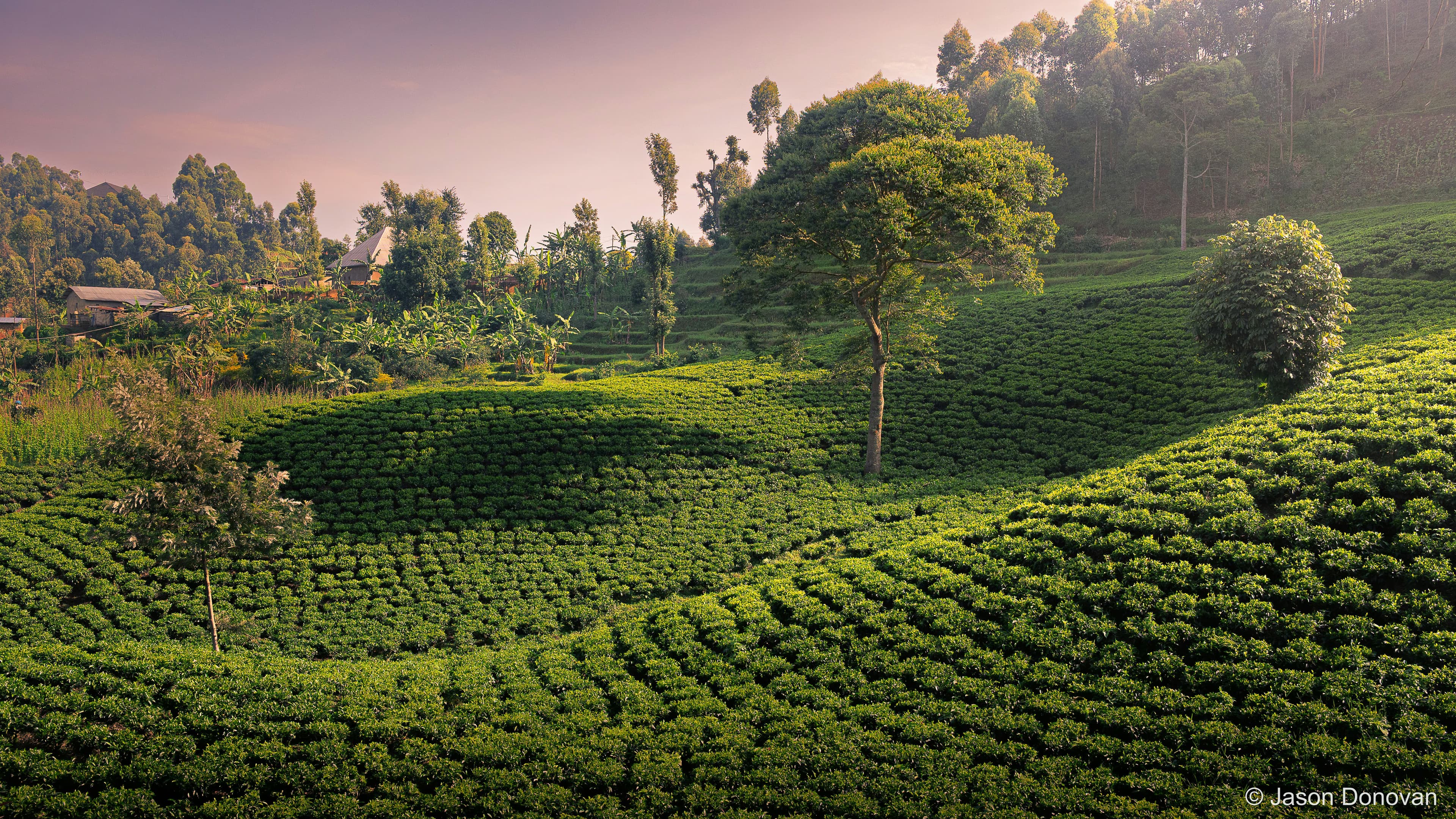 Tea plantation at Sunset Rwanda photography by Jason Donovan