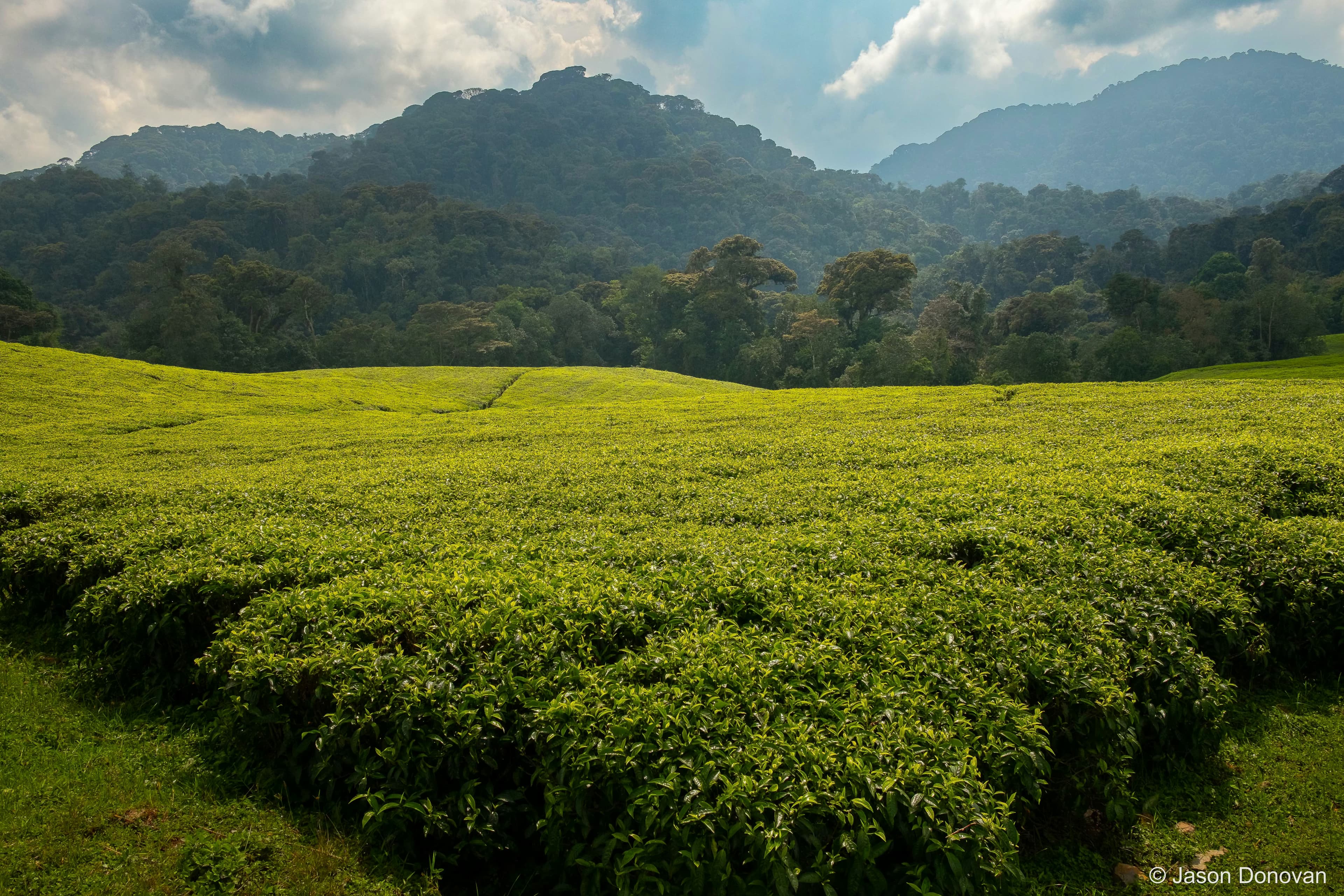 Tea plantation on the edge of Nyungwe Rwanda photography by Jason Donovan
