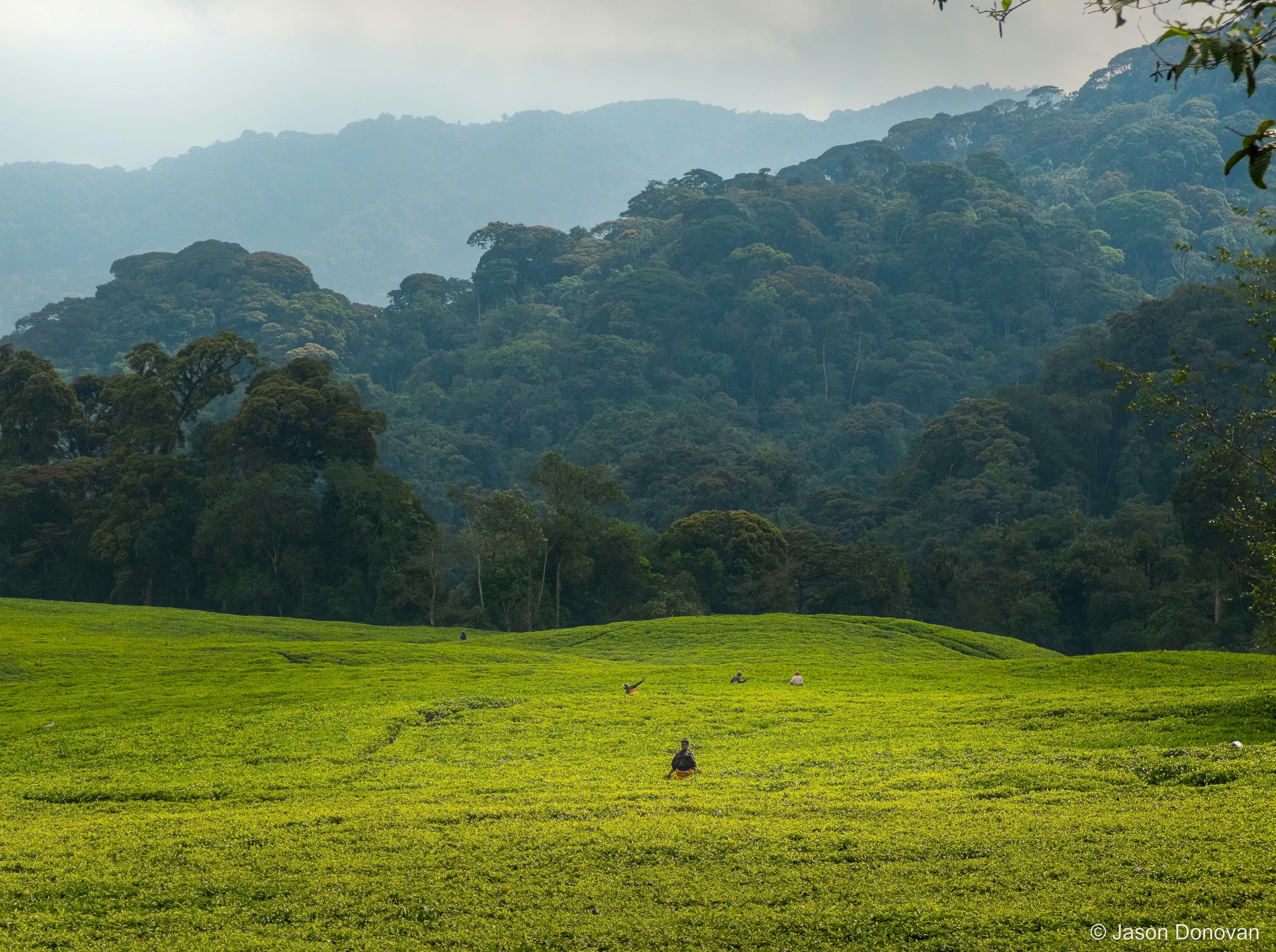 Tea plantation with rainforest background Rwanda photography by Jason Donovan