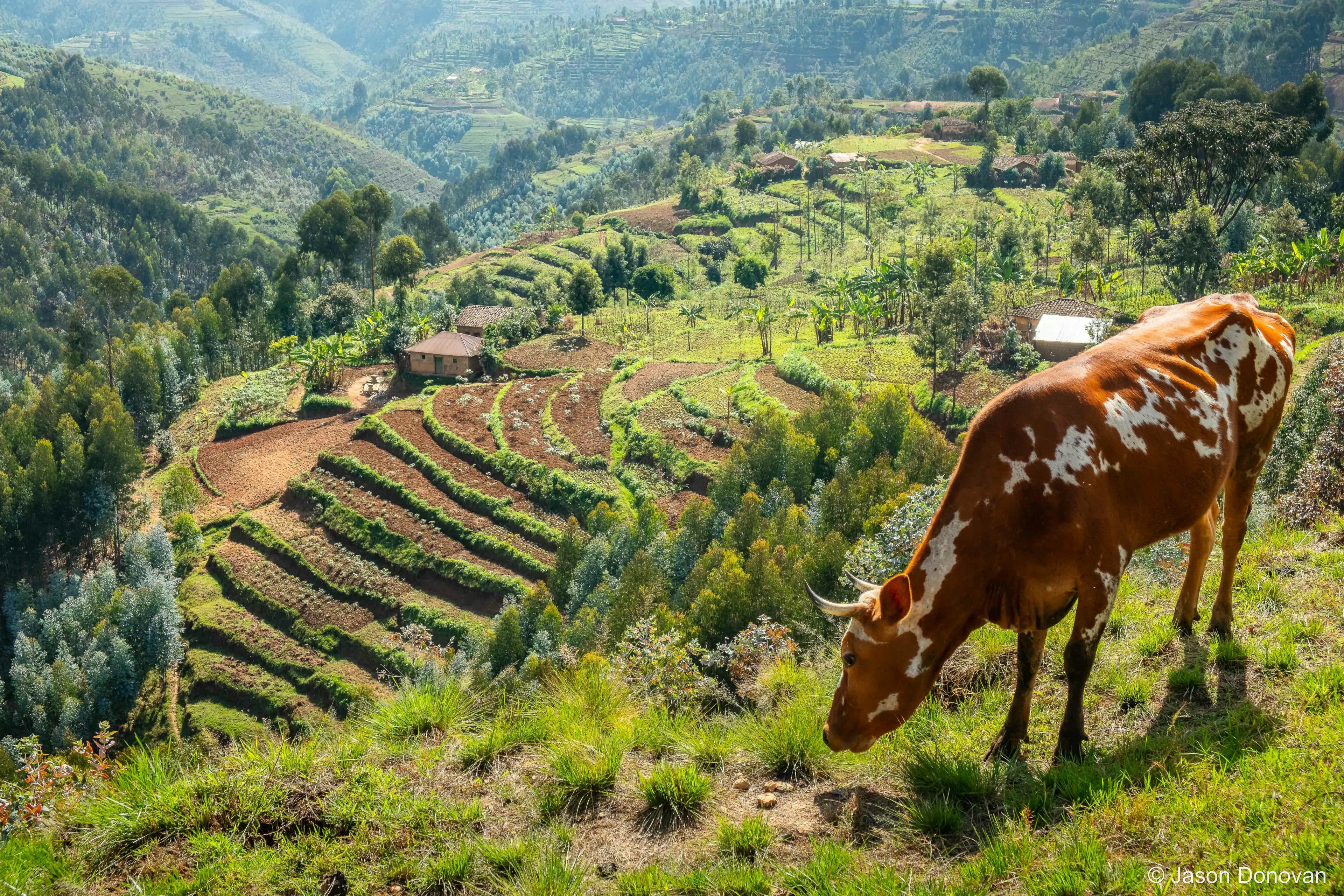 Cow grazing near Musanze Rwanda photography by Jason Donovan