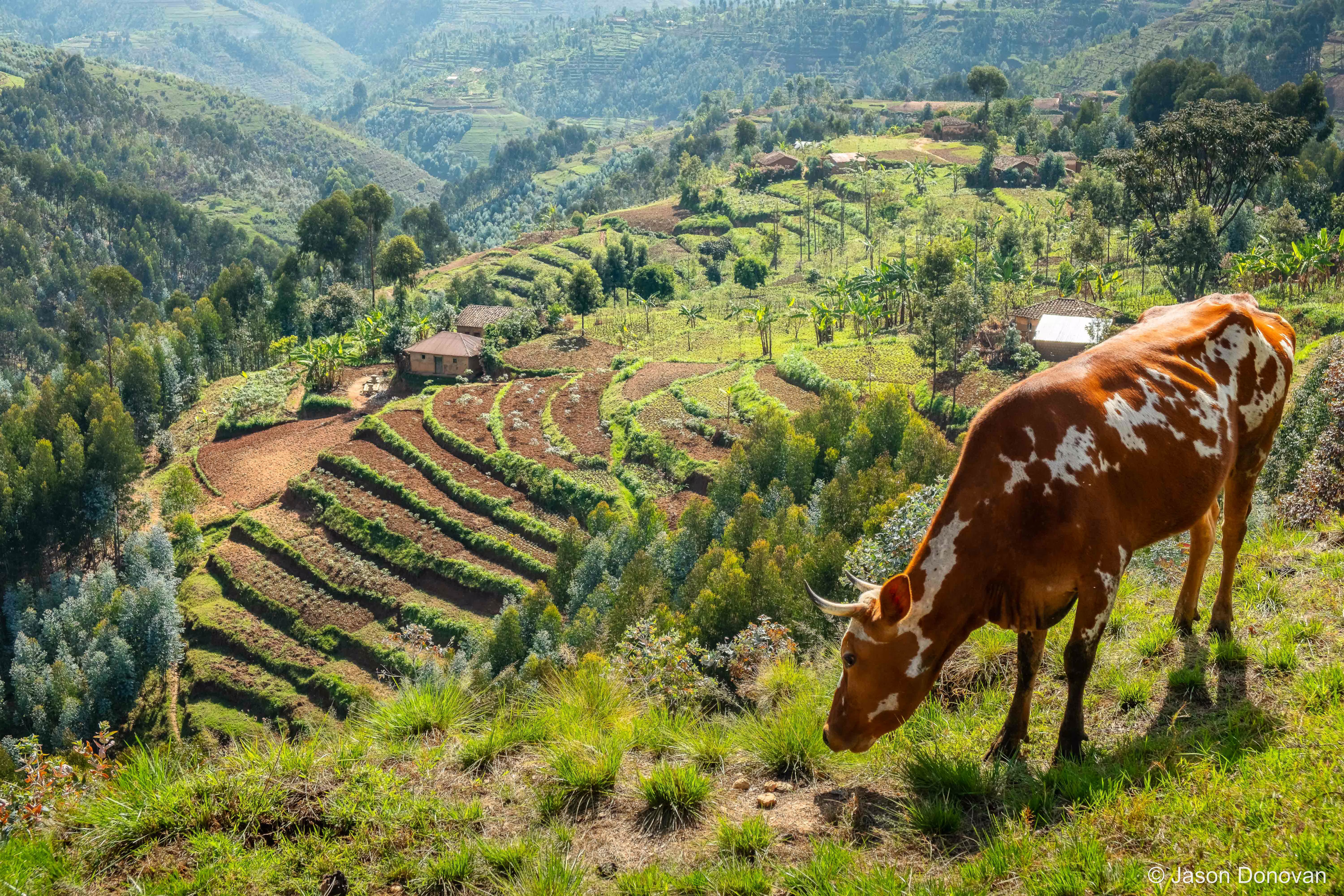 Cow grazing near Musanze Rwanda photography by Jason Donovan