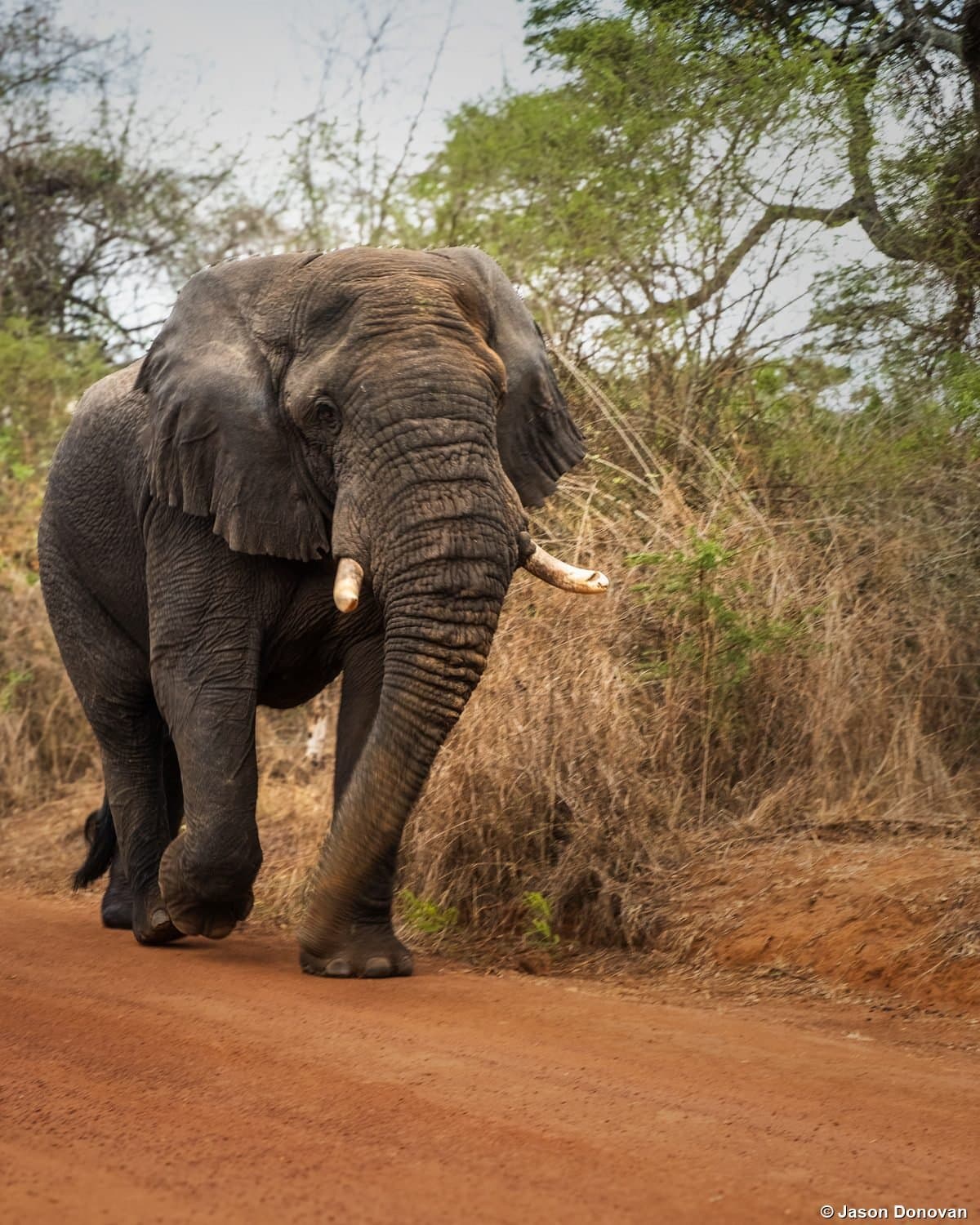 Bull elephant walking on dirt road Akagera National Park Rwanda safari