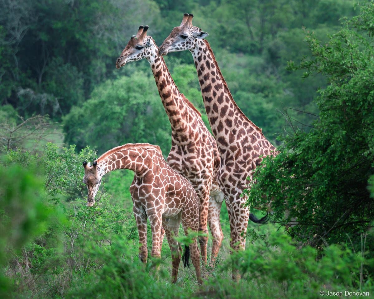 Giraffe family of three in green bush Akagera National Park, Rwanda