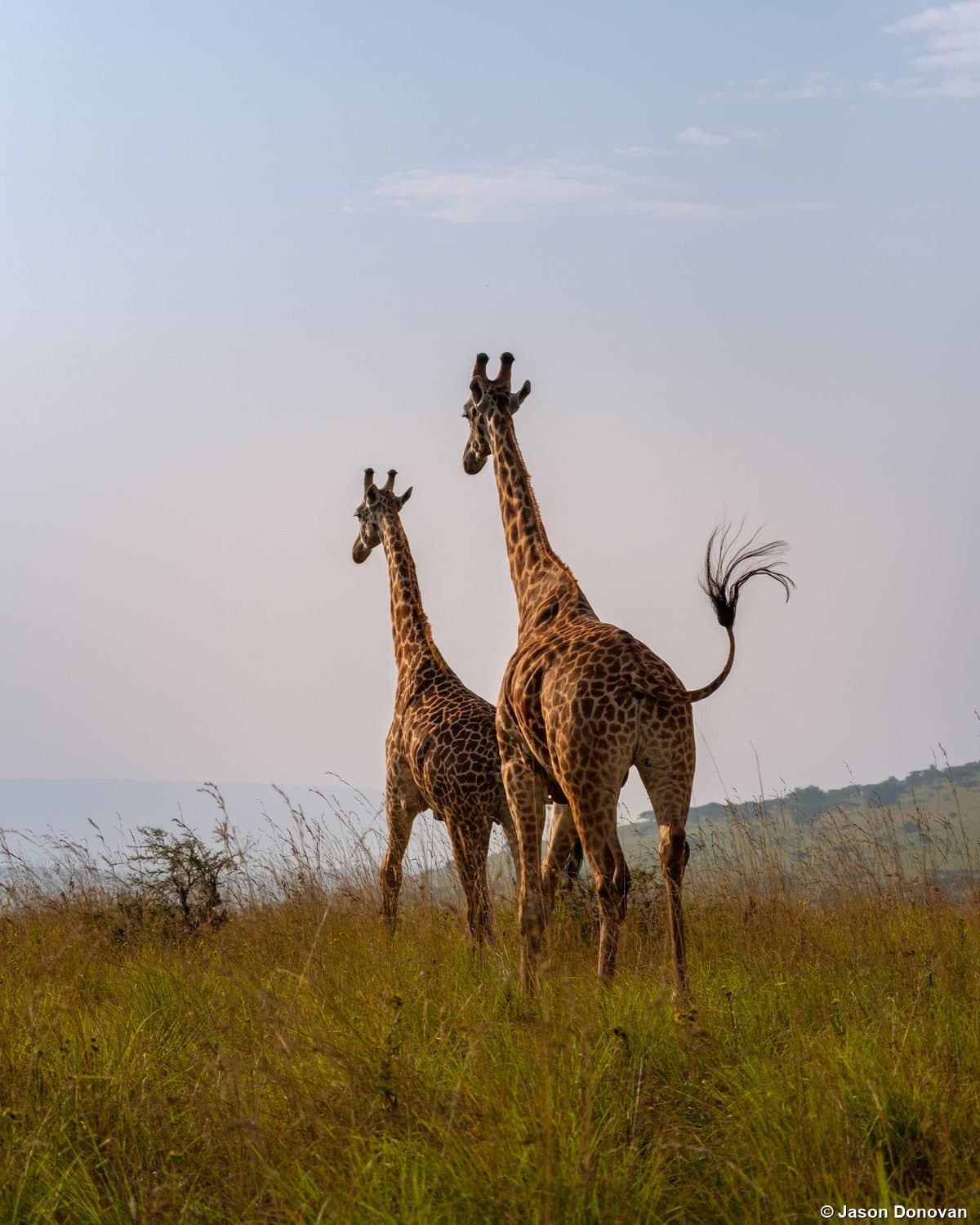 Two giraffes on savannah at dusk Akagera National Park, Rwanda