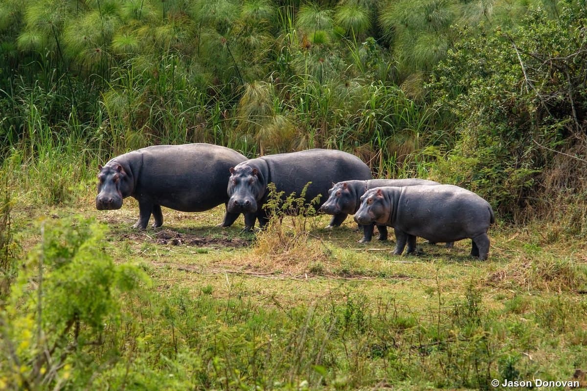 Hippos grazing on lake bank Akagera National Park, Rwanda