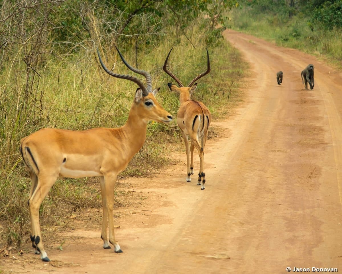 Impalas and baboon on dirt road Akagera National Park, Rwanda