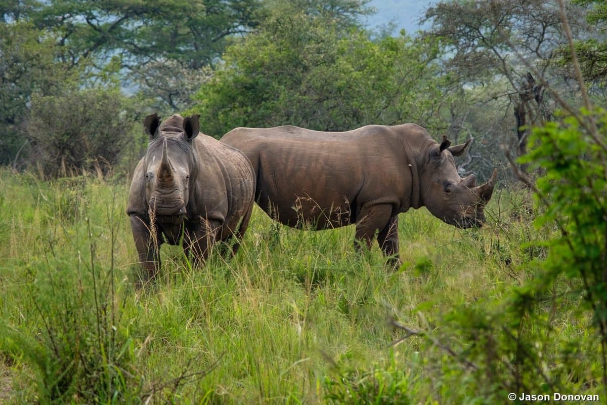 Two white rhinos in green bush Akagera National Park, Rwanda safari