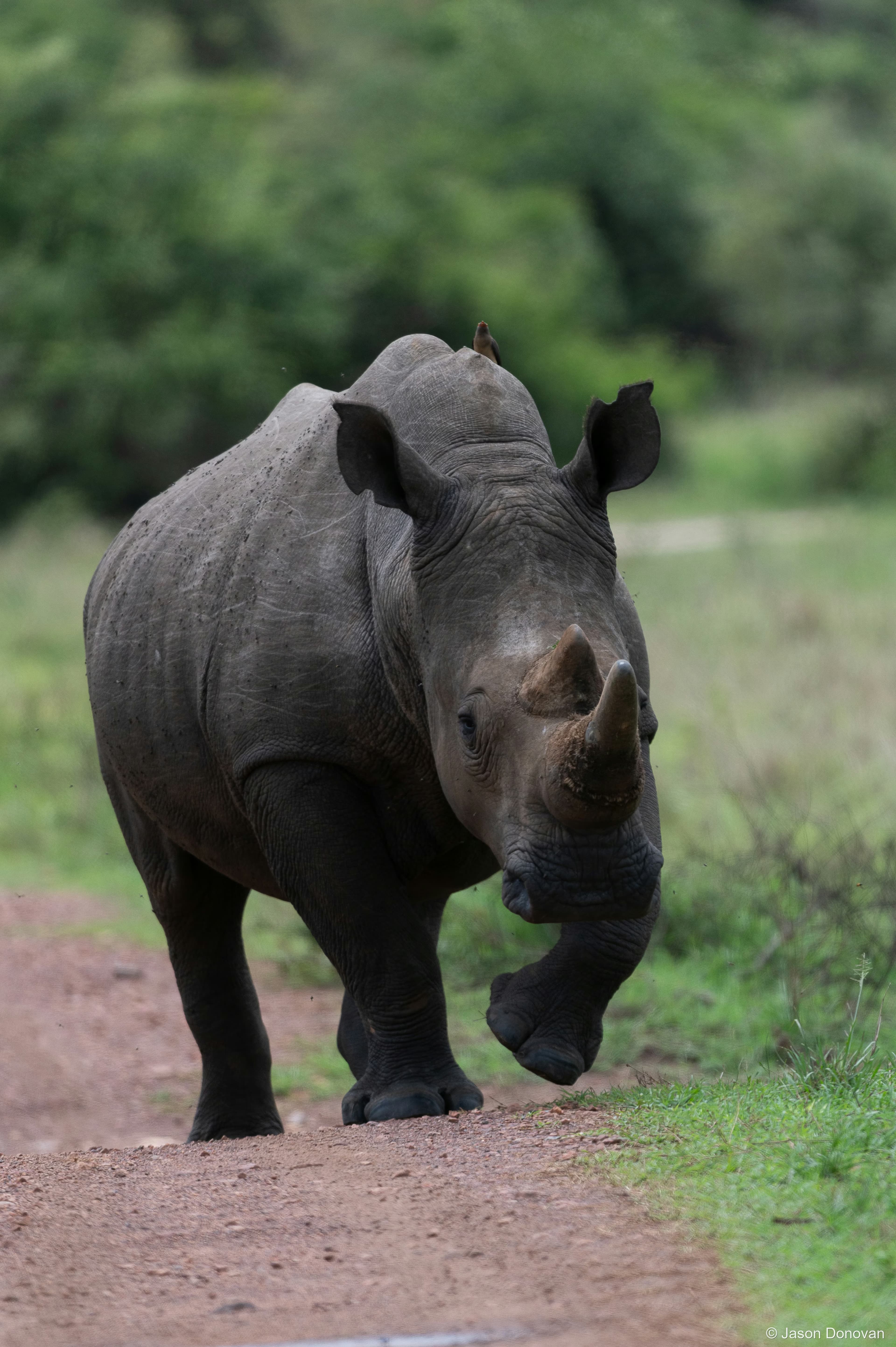 Black Rhino Rwanda photography by Jason Donovan