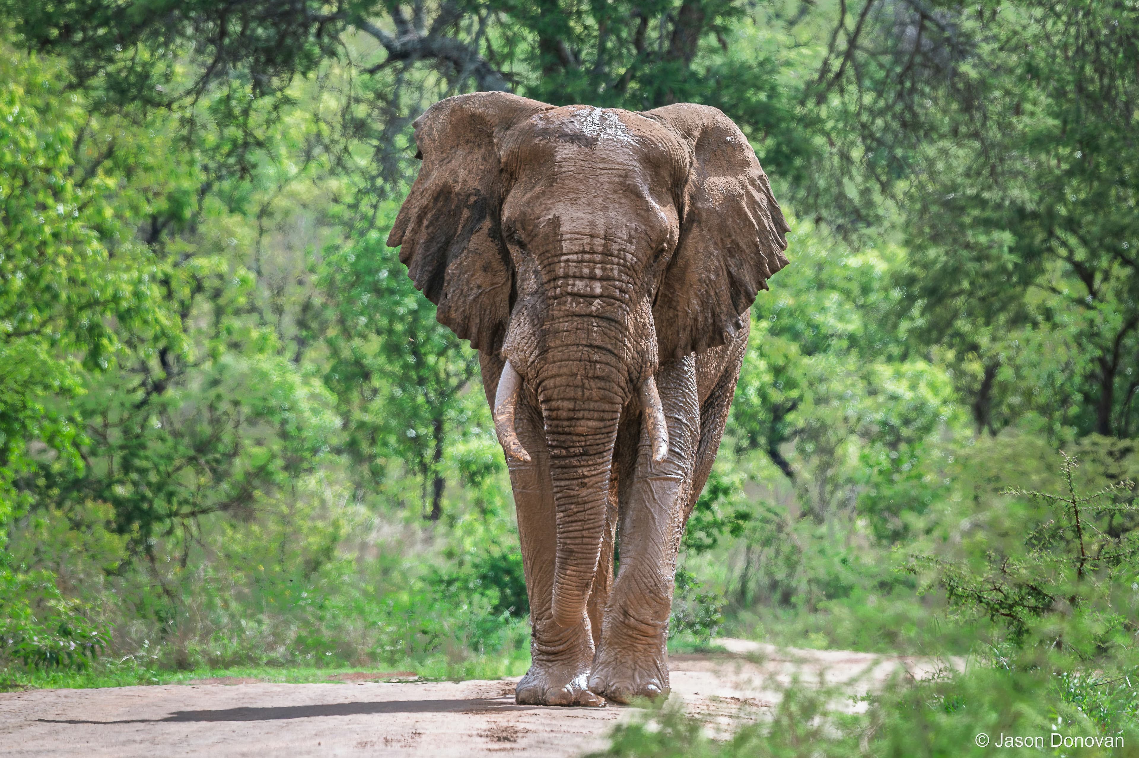 Bull Elephant Rwanda photography by Jason Donovan
