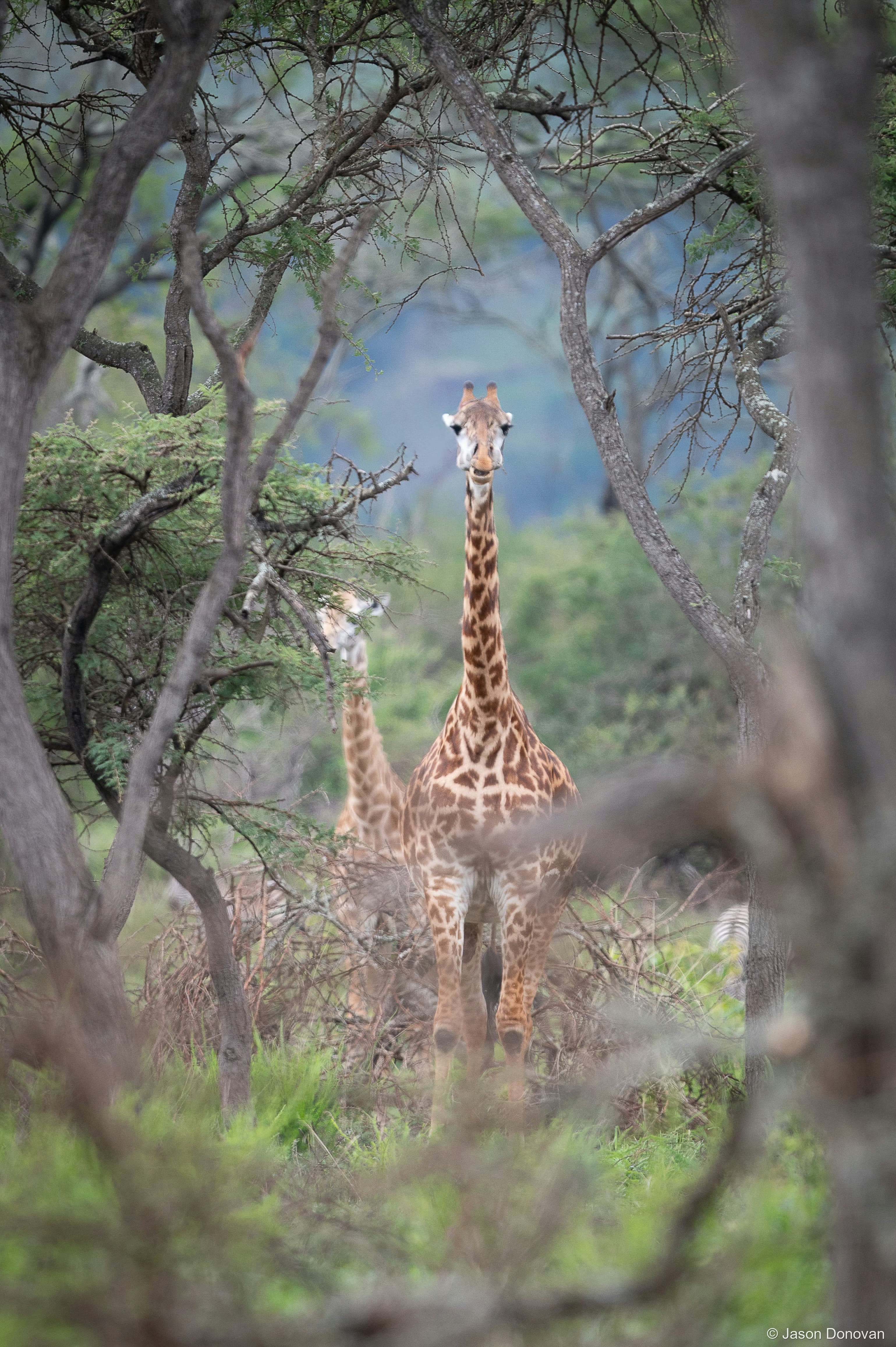 Giraffe through the trees Rwanda photography by Jason Donovan