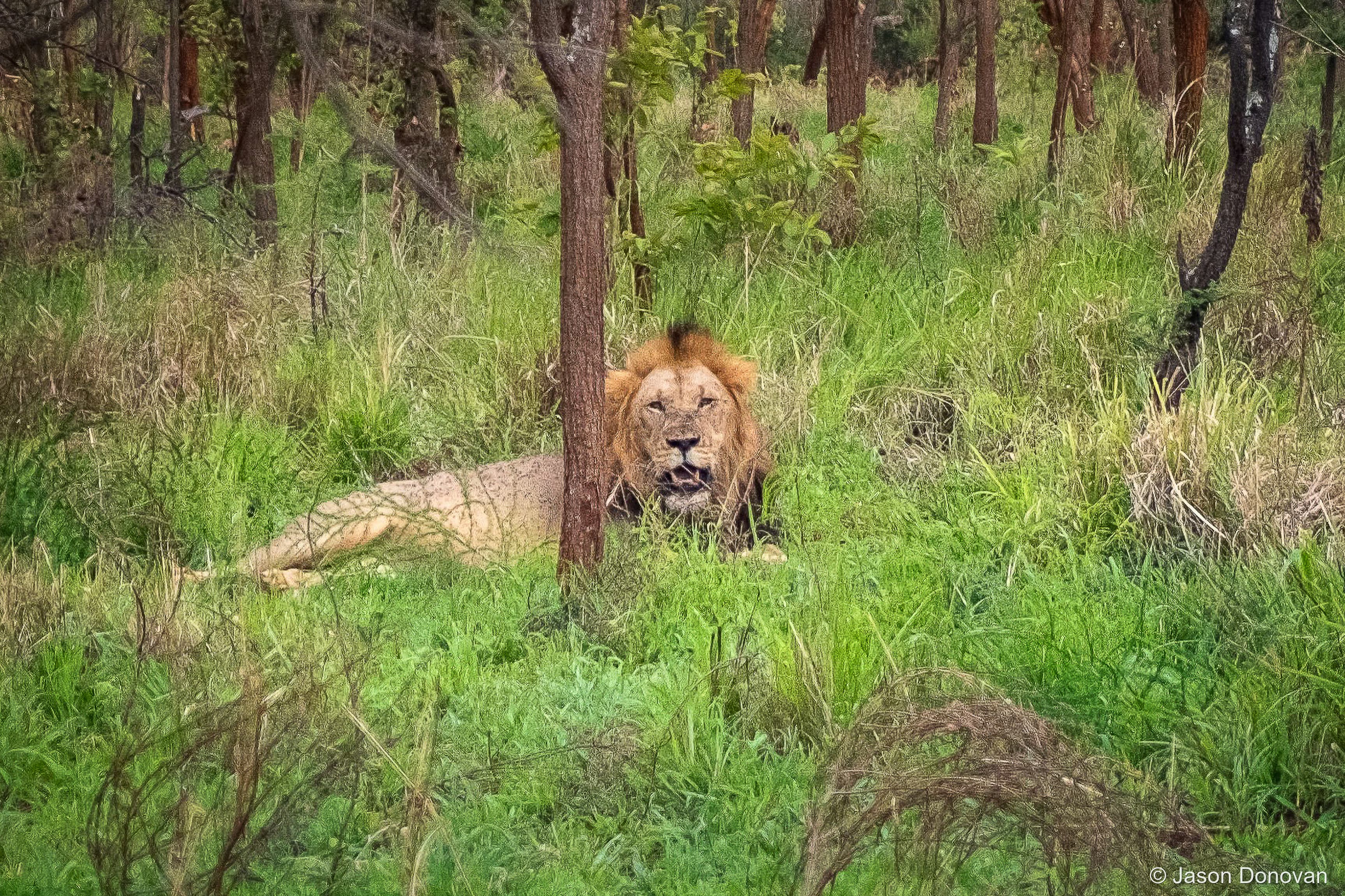Lion after feasting Rwanda photography by Jason Donovan
