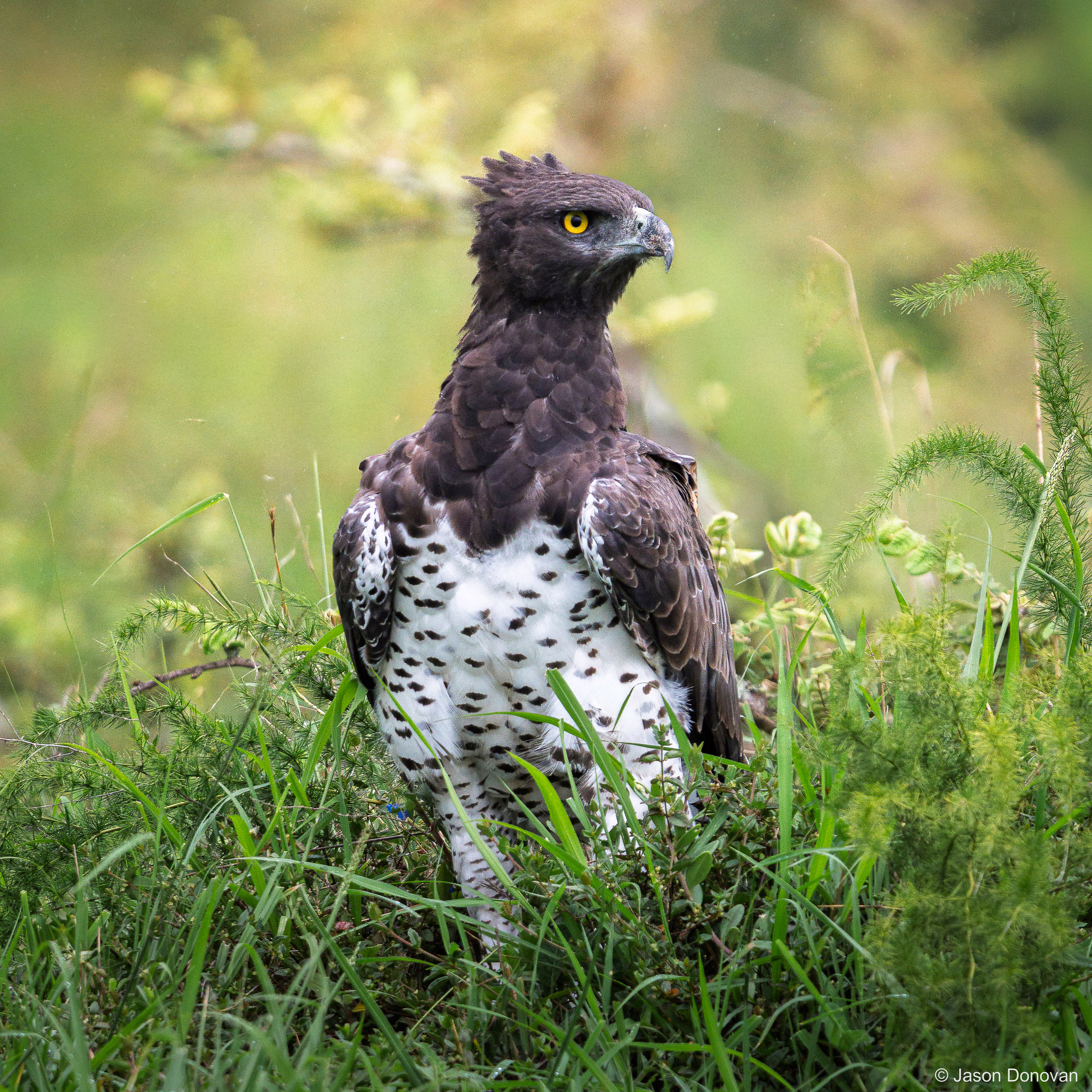 Martial Eagle Rwanda photography by Jason Donovan