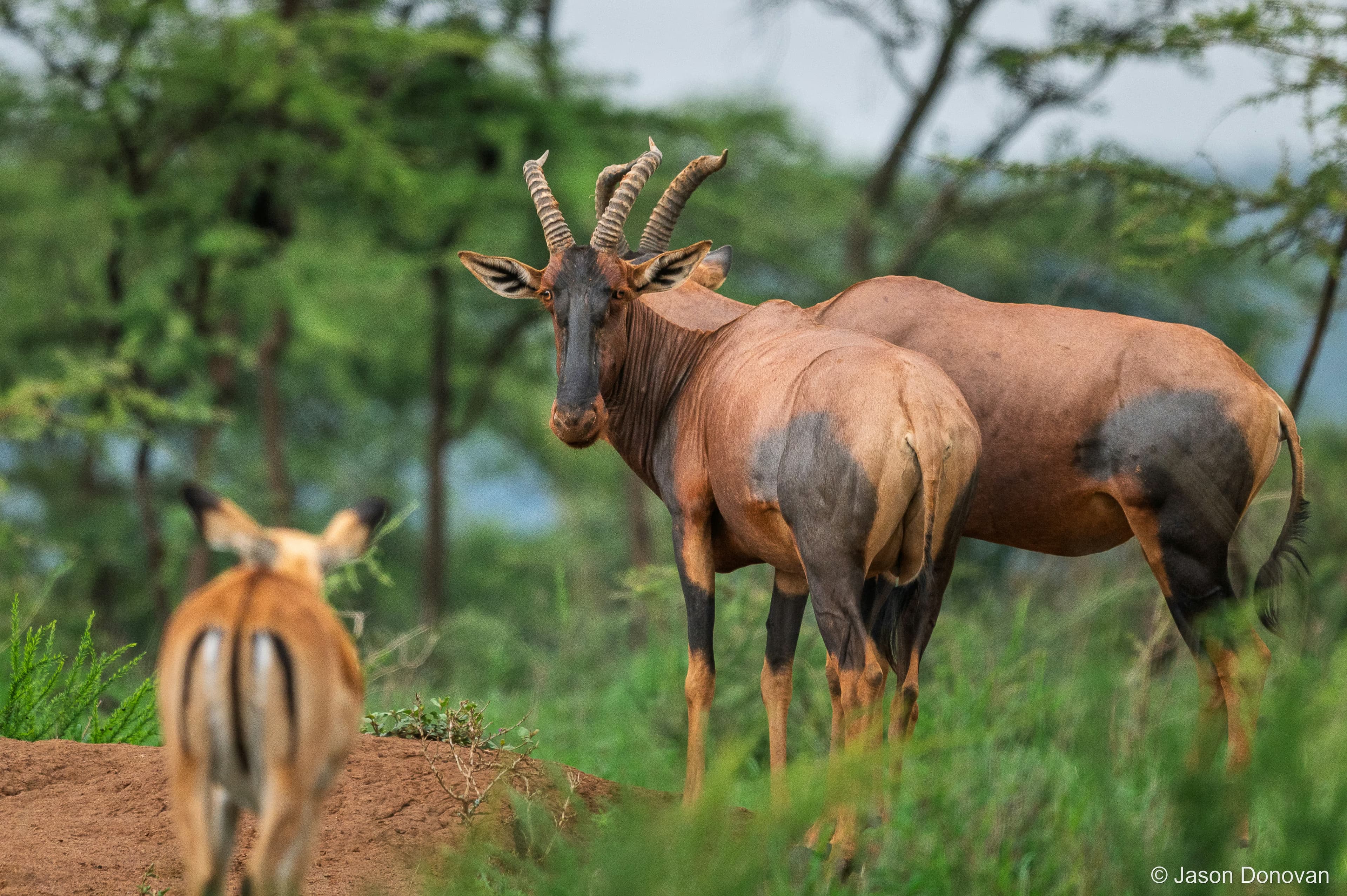 Topi Antelope Rwanda photography by Jason Donovan