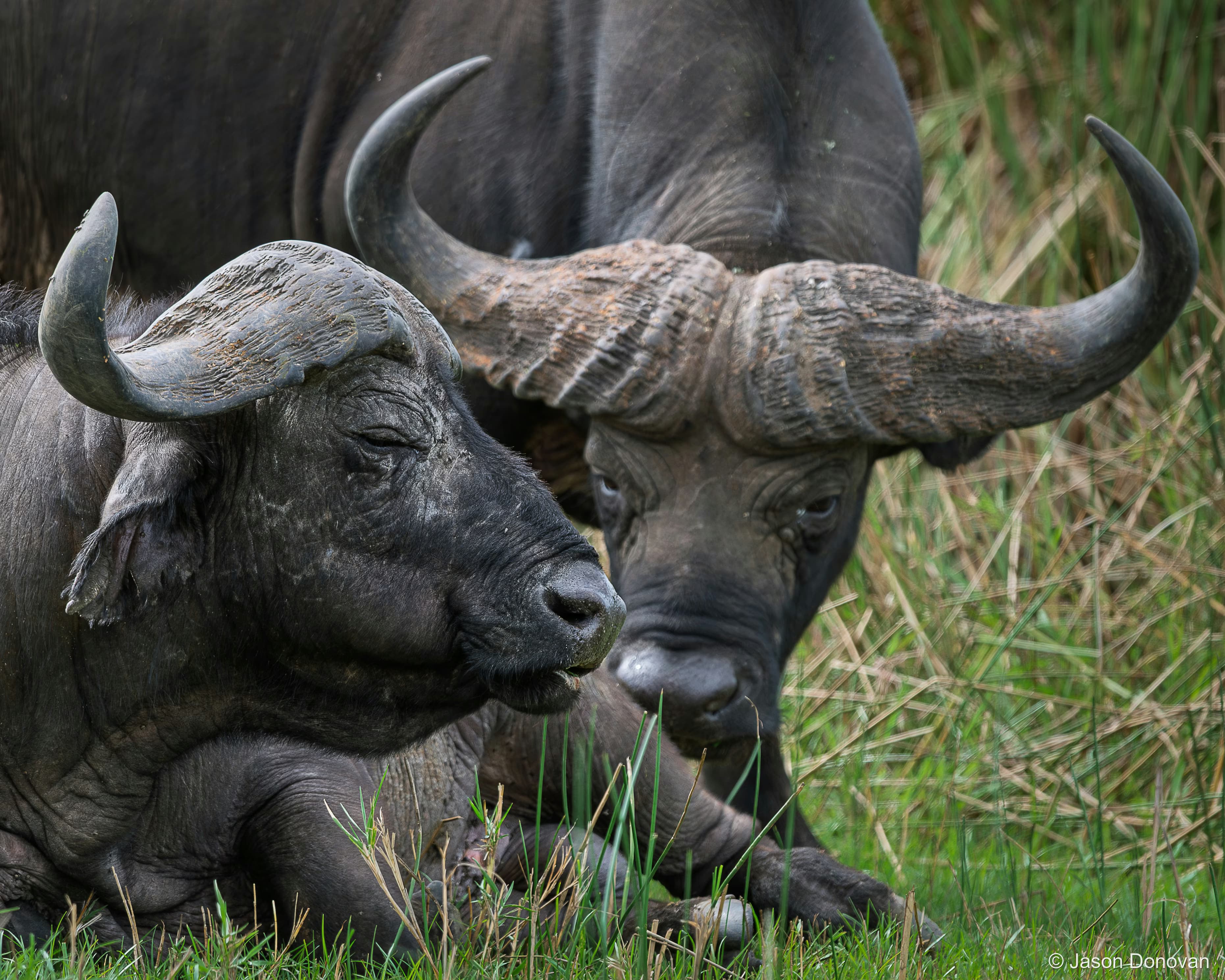 Two Buffalo taking a rest Rwanda photography by Jason Donovan