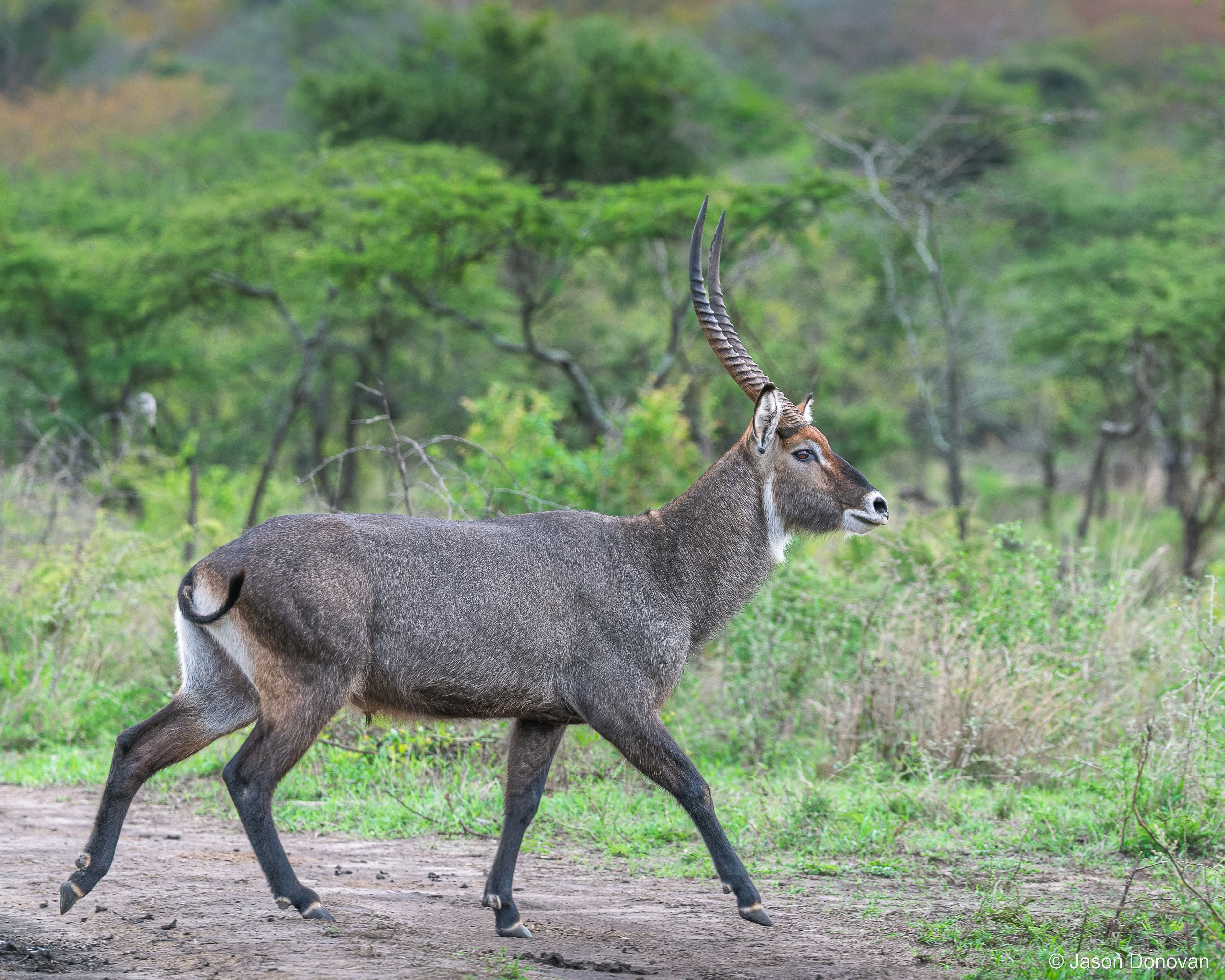 Water Buck crossing the path Rwanda photography by Jason Donovan