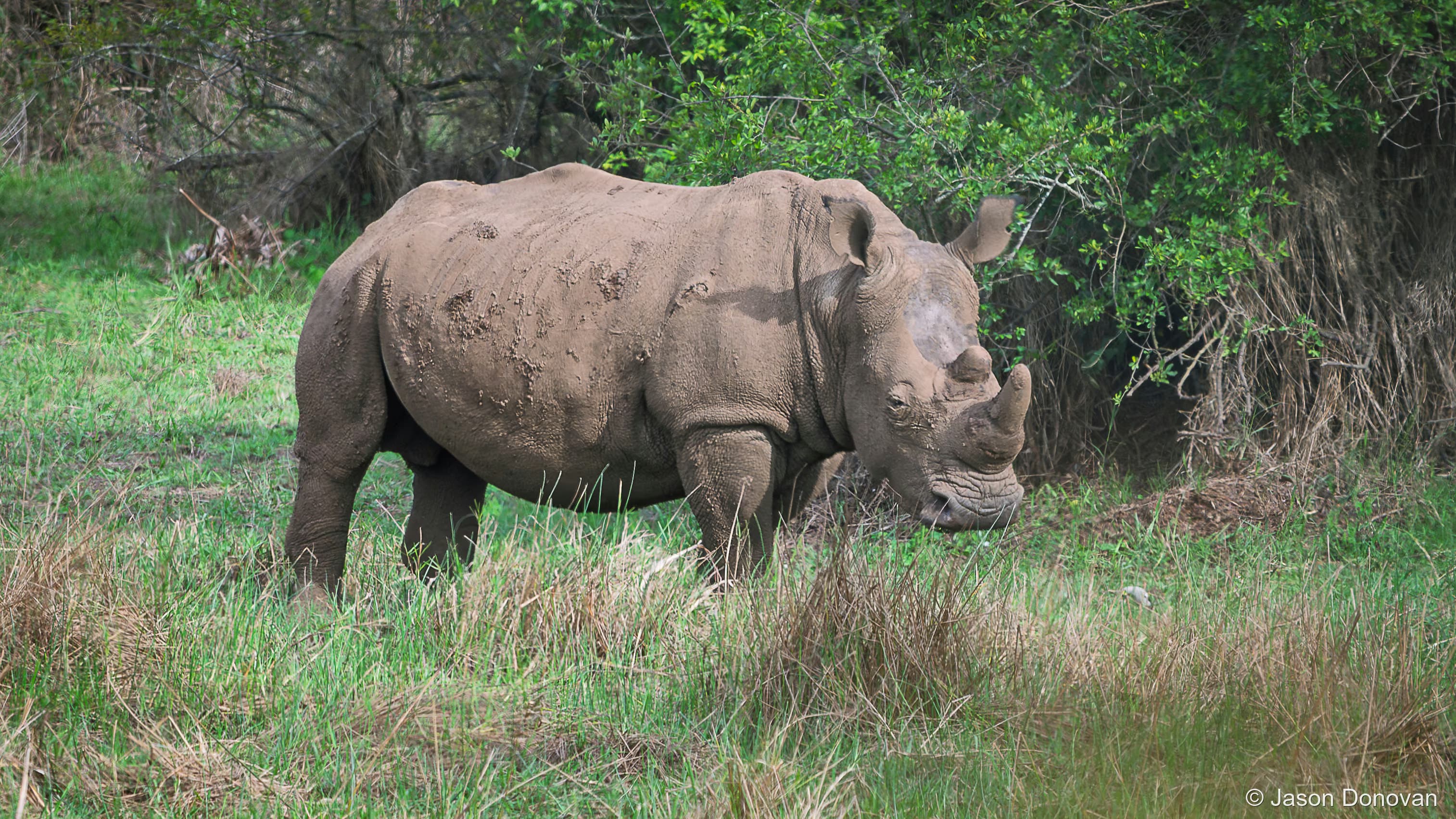 White Rhino at a distance Rwanda photography by Jason Donovan