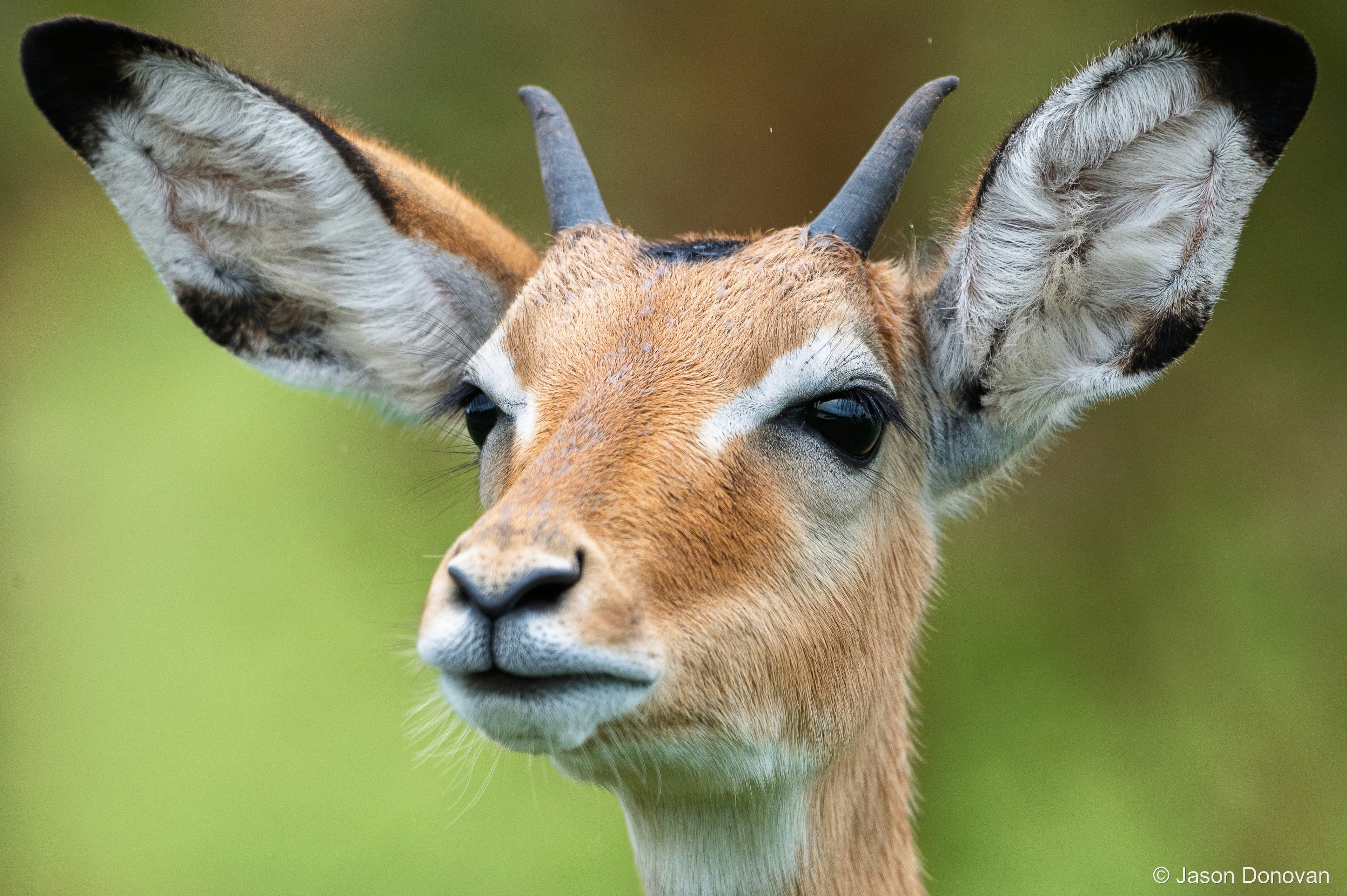 Young male impala Rwanda photography by Jason Donovan