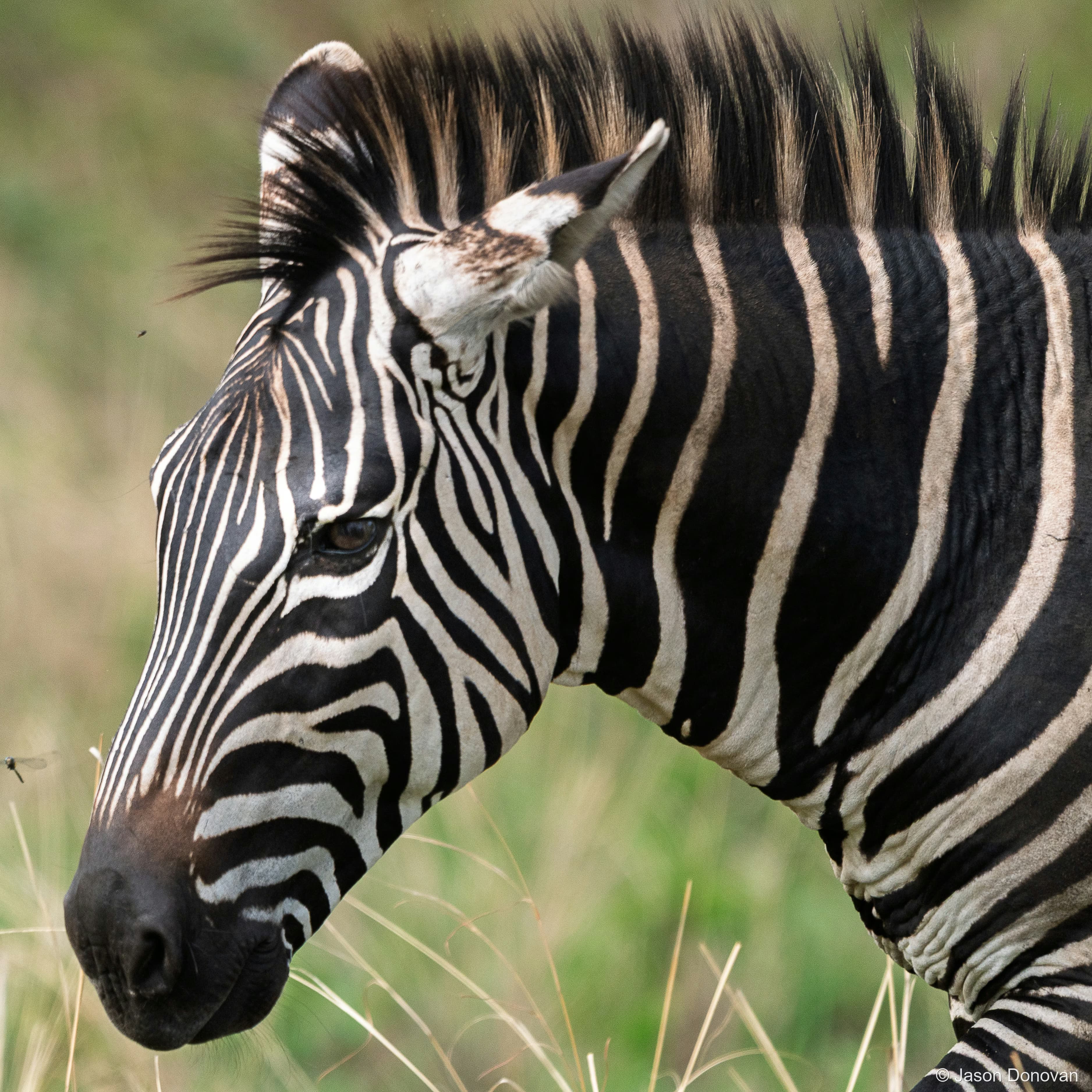 Zebra walking in Akagera Rwanda photography by Jason Donovan