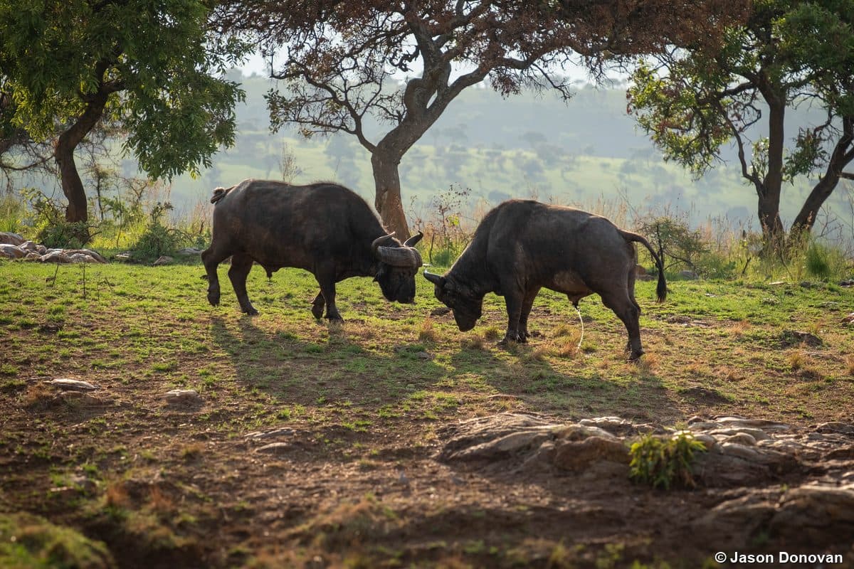 Rwanda photography tour — 13-day photo safari itinerary