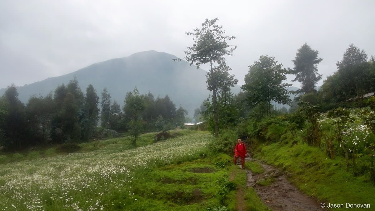 Trekker in red jacket walking through misty green wildflower meadow Volcanoes Rwanda