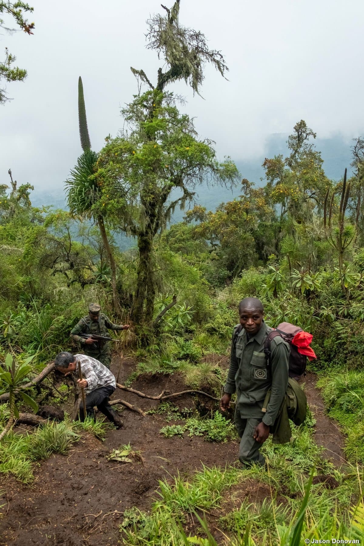 Rangers and trekkers descending misty mountain trail Volcanoes National Park Rwanda