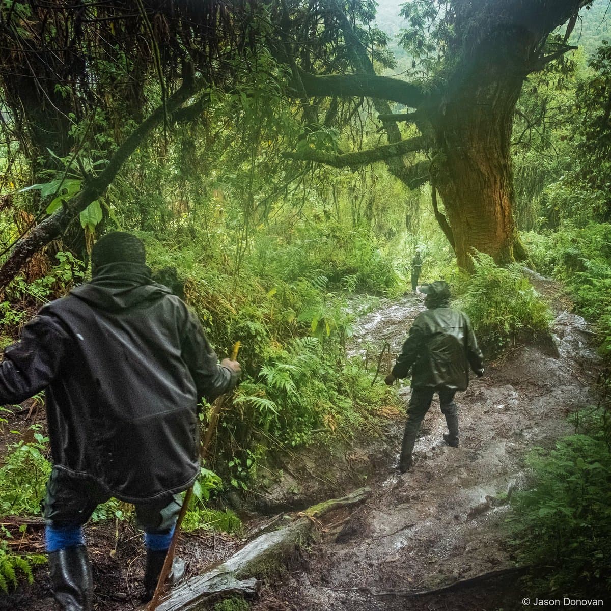 Rangers trekking through rainy forest in waterproofs Volcanoes National Park Rwanda