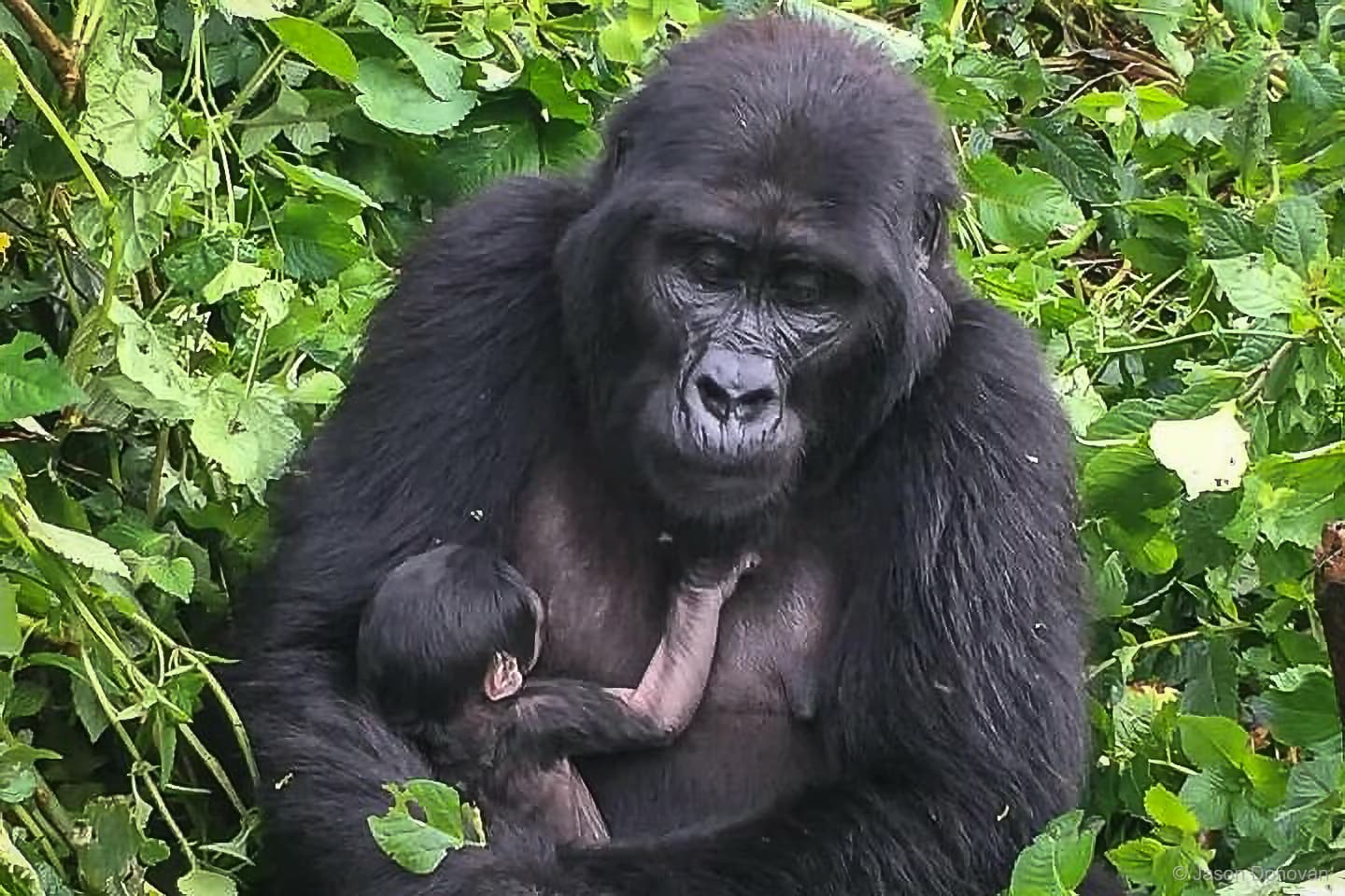 Female mountain gorilla cradling baby in Volcanoes National Park Rwanda