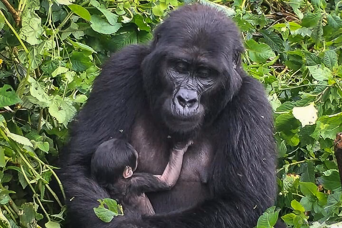 Female mountain gorilla cradling baby in Volcanoes National Park Rwanda