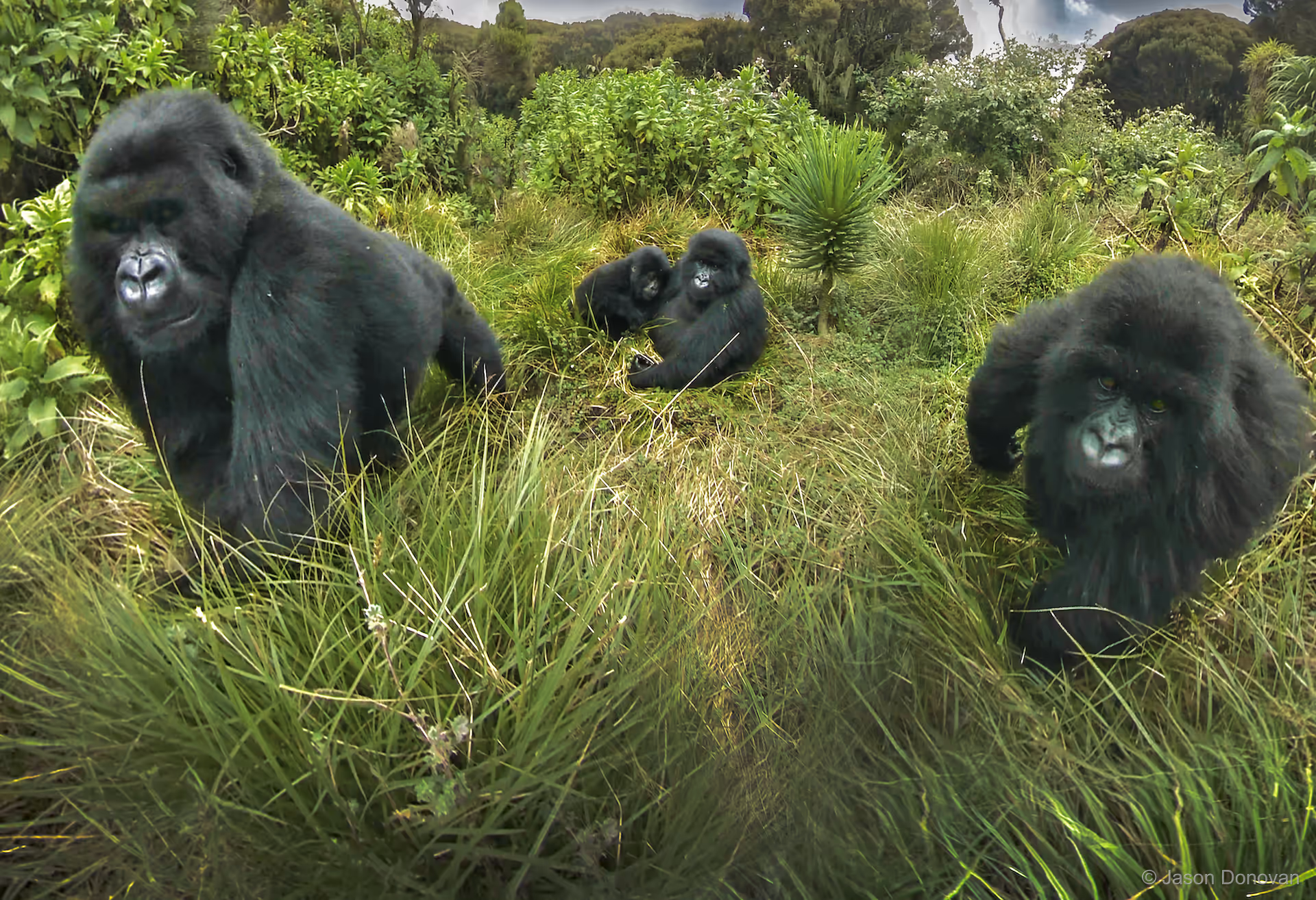 Mountain gorilla family group in dense forest Volcanoes National Park Rwanda