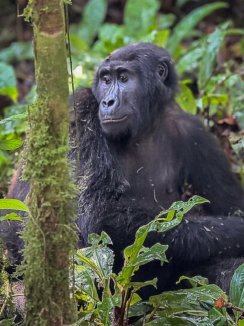 Mountain gorilla sitting by tree trunk in Volcanoes National Park Rwanda