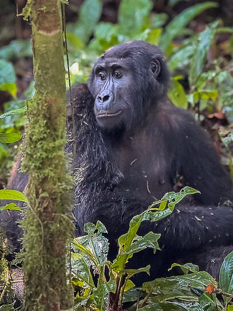 Mountain gorilla sitting by tree trunk in Volcanoes National Park Rwanda