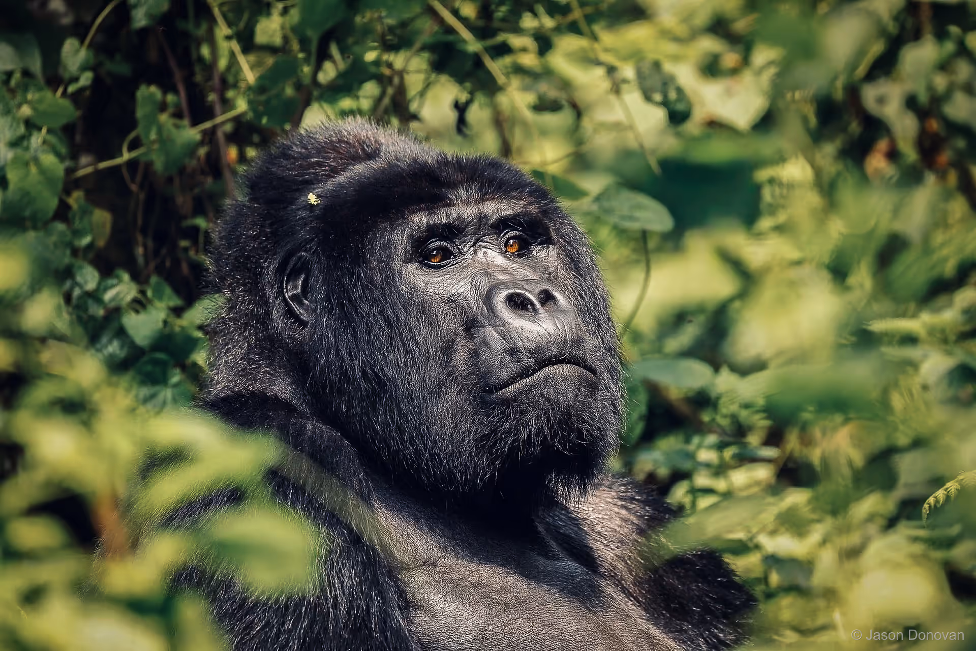Mountain gorilla sitting attentively in forest Volcanoes National Park Rwanda