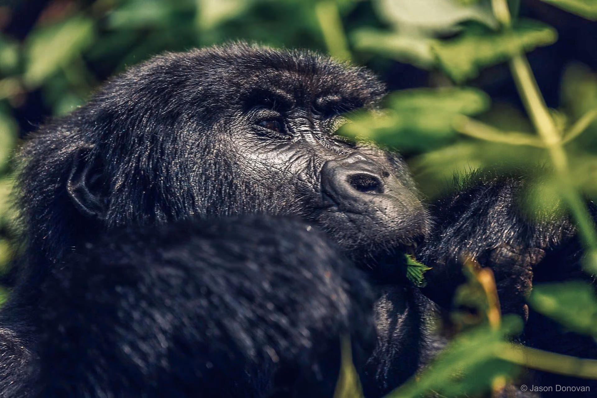 Male silverback gorilla surrounded by green foliage Volcanoes National Park Rwanda