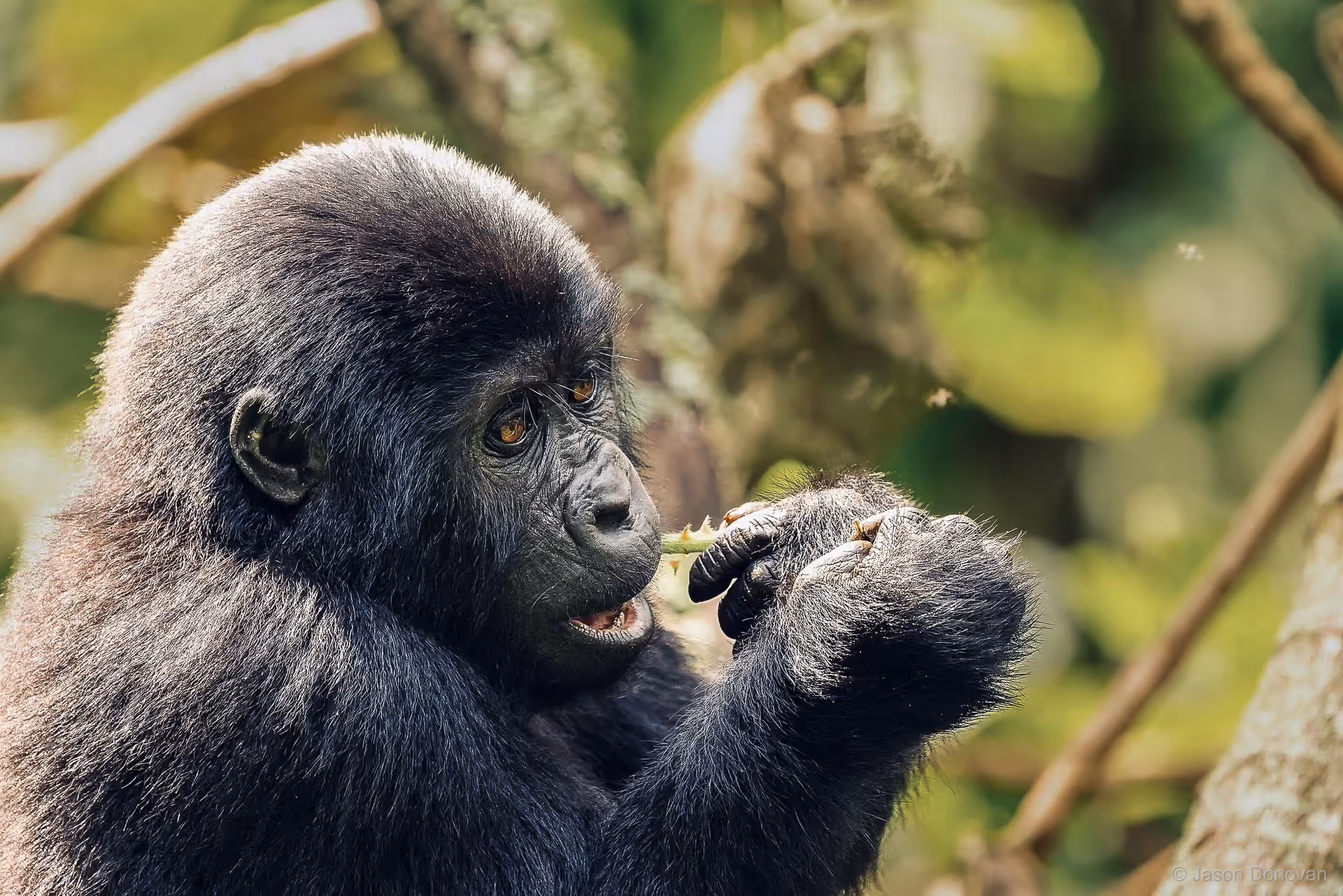Young mountain gorilla bathed in golden light Volcanoes National Park Rwanda